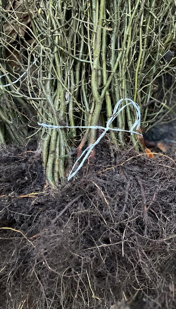 Grab pospolity na żywopłoty formowane sadzonki 40-60cm Pakiet 100szt I SORT