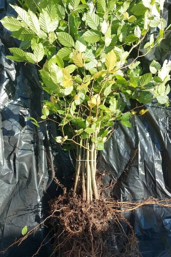 Buk pospolity sadzonki 100-150 cm  I SORT