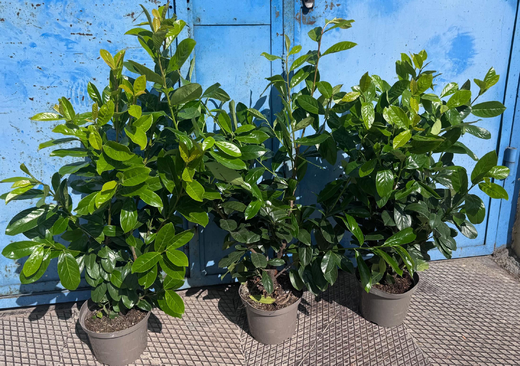 Laurowiśnia NOVITA 100-130cm w Doniczkach 3 Litrowych GOTOWY ŻYWOPŁOT