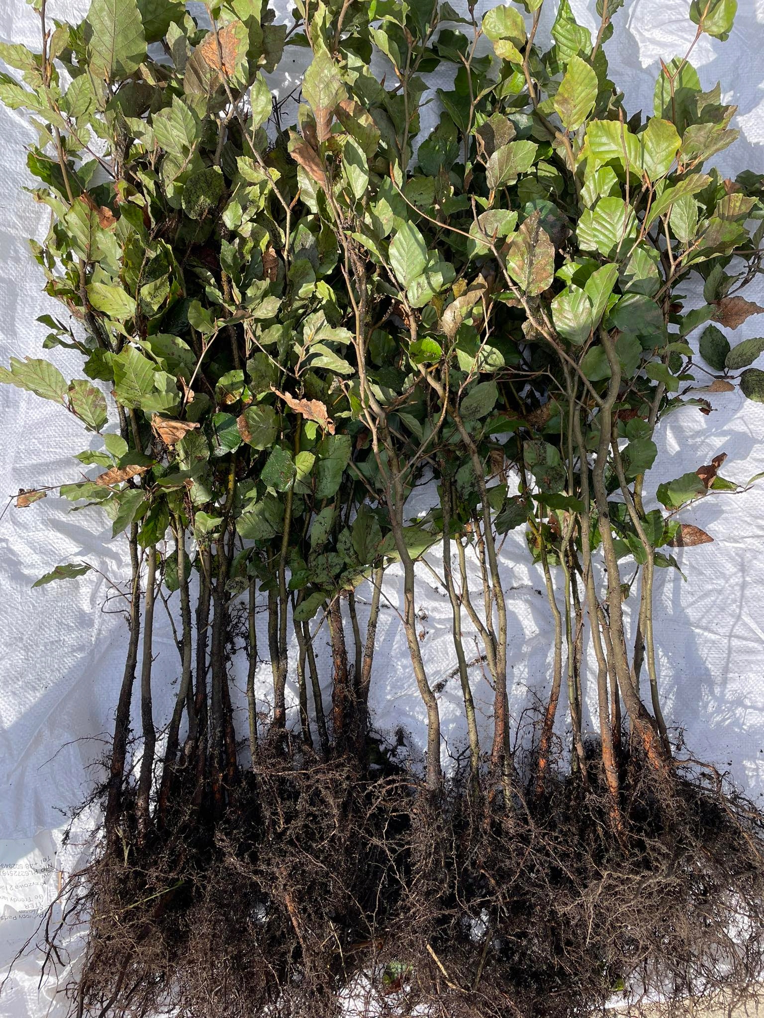 Buk pospolity sadzonki na żywopłot 60-100 cm I SORT