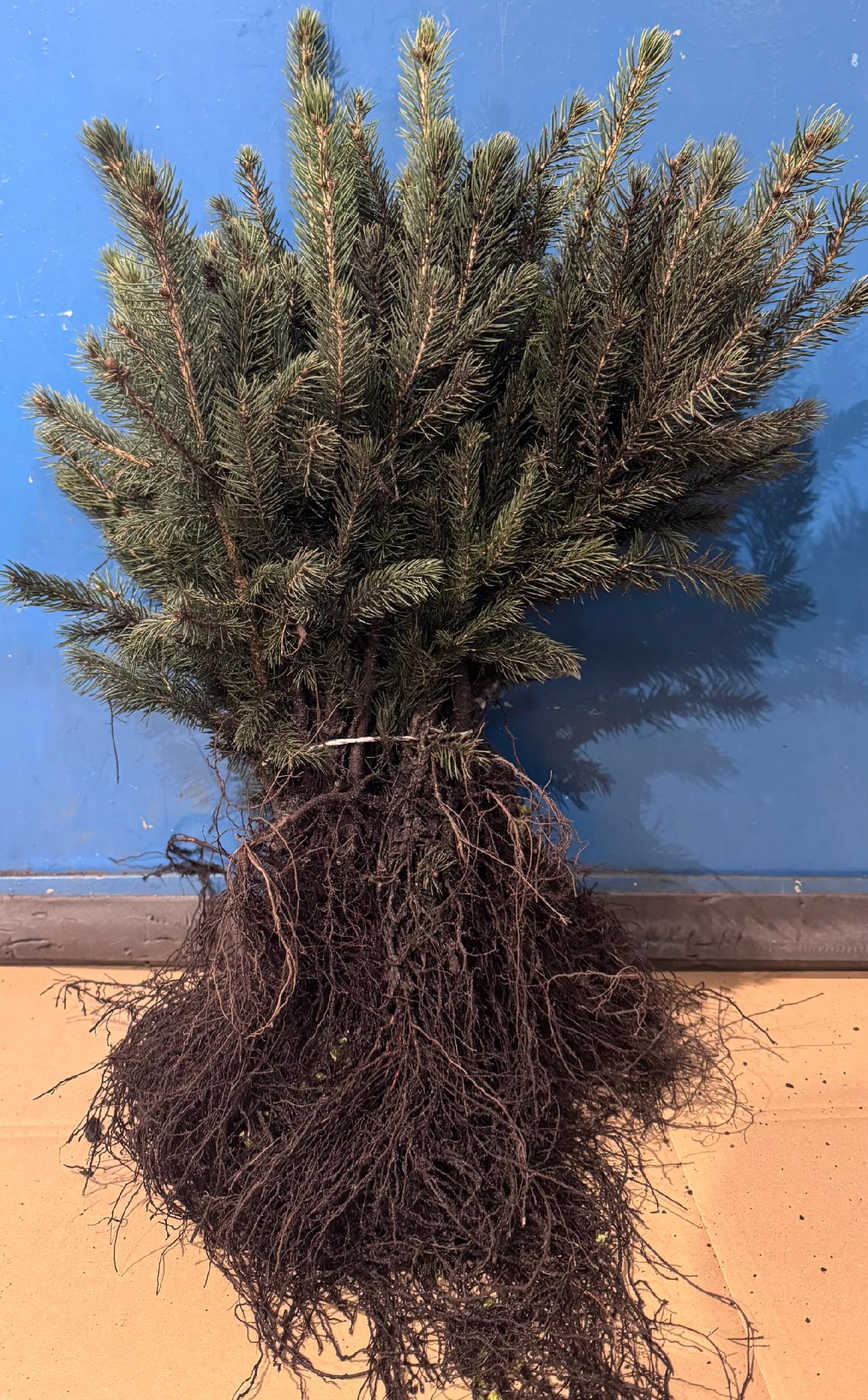 Świerk Srebrny Kłujący KAIBAB na żywopłot sadzonki 40-60 cm Szkółkowany