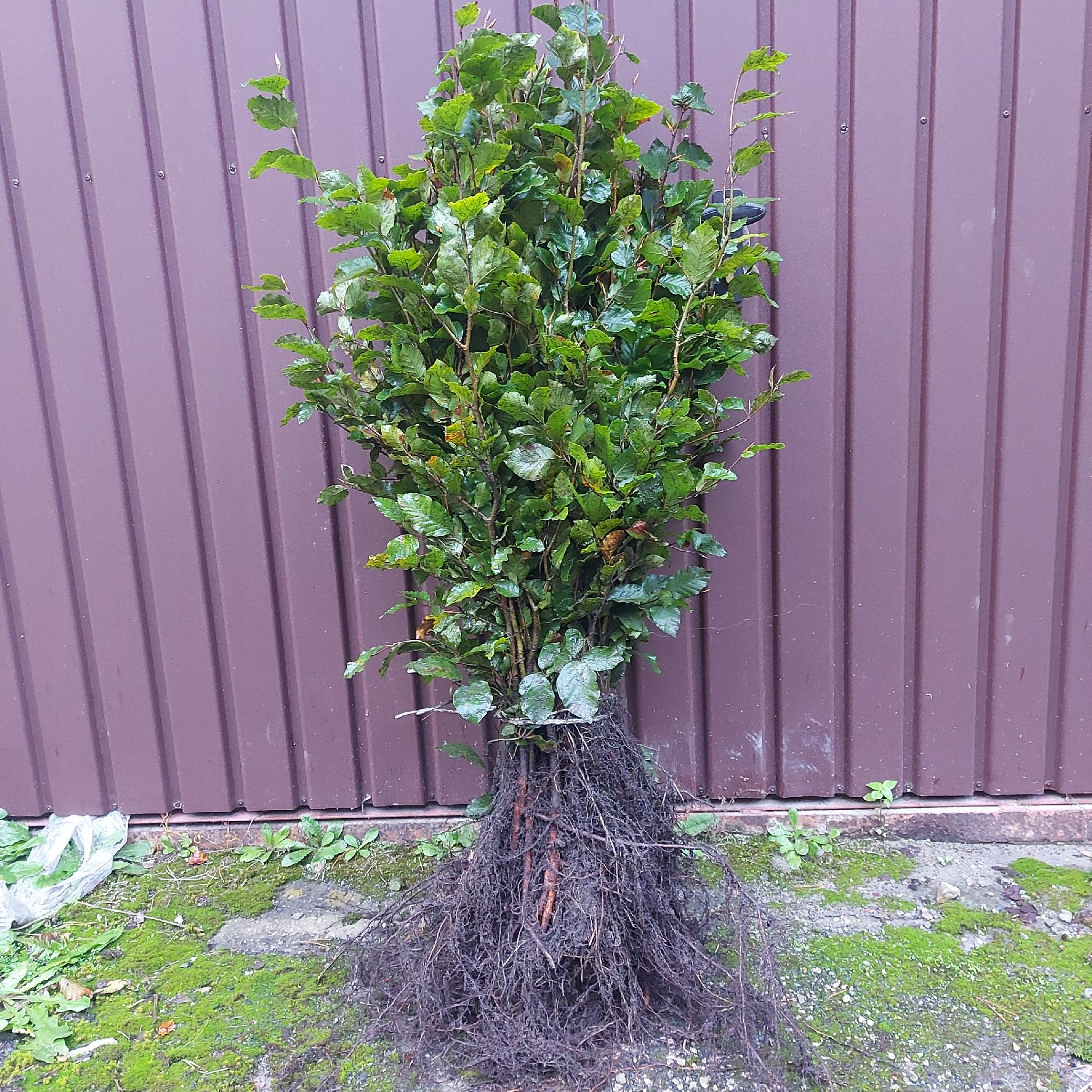 Buk pospolity sadzonki na żywopłot 60-100 cm I SORT