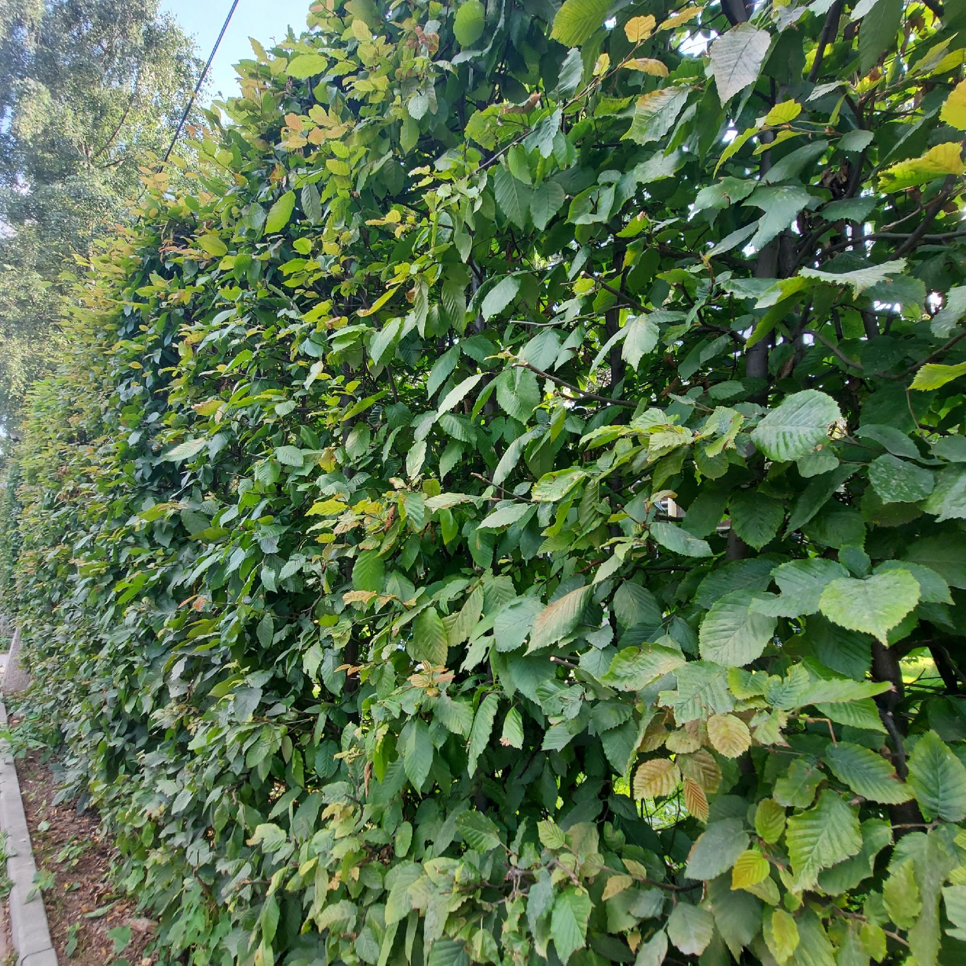 Grab pospolity na żywopłoty formowane sadzonki 40-60cm Pakiet 100szt I SORT