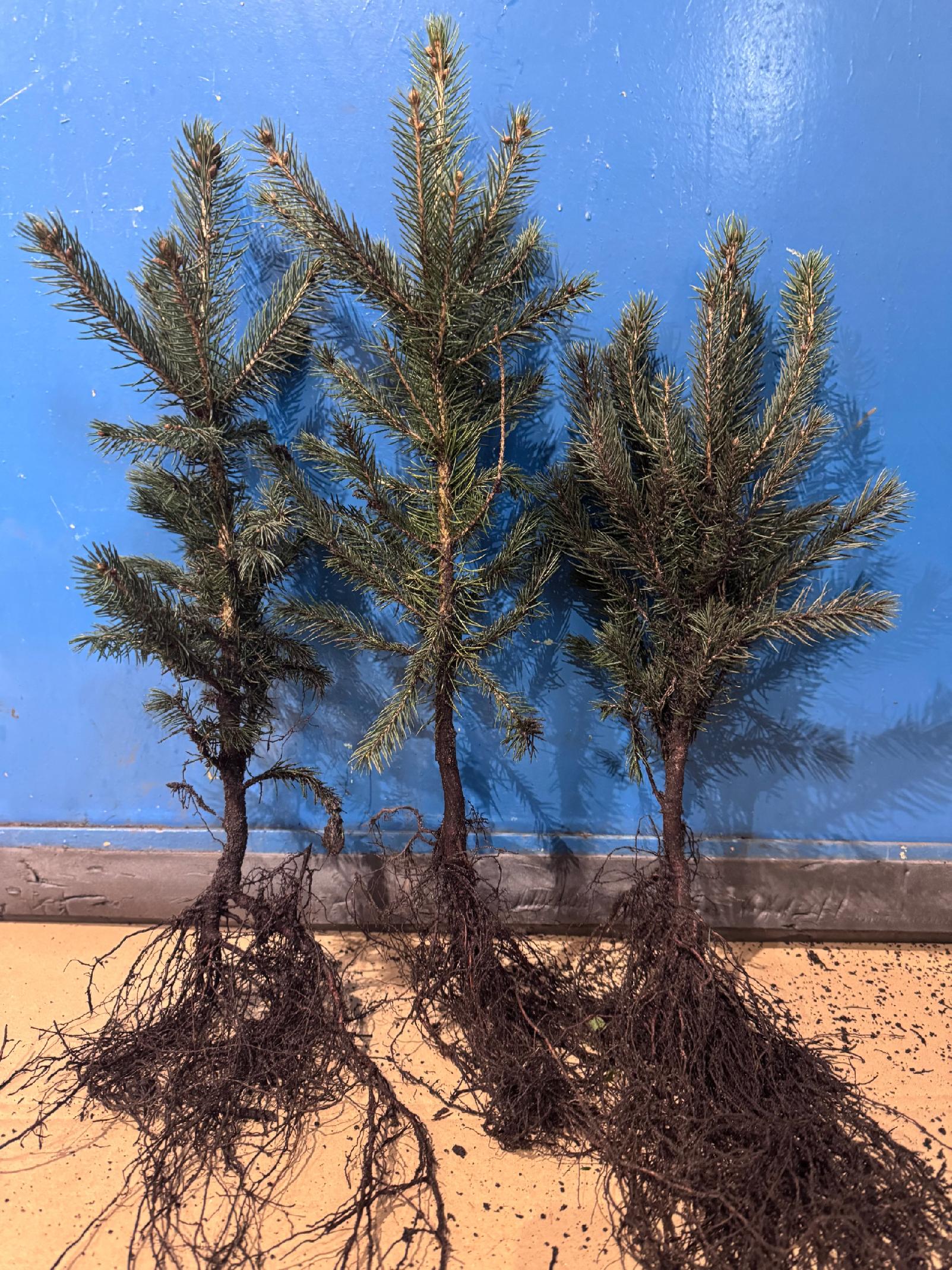 Świerk Srebrny Kłujący KAIBAB na żywopłot sadzonki 40-60 cm Szkółkowany