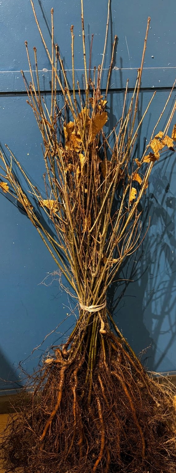 Dąb czerwony sadzonki 70-100 cm Szkółkowany