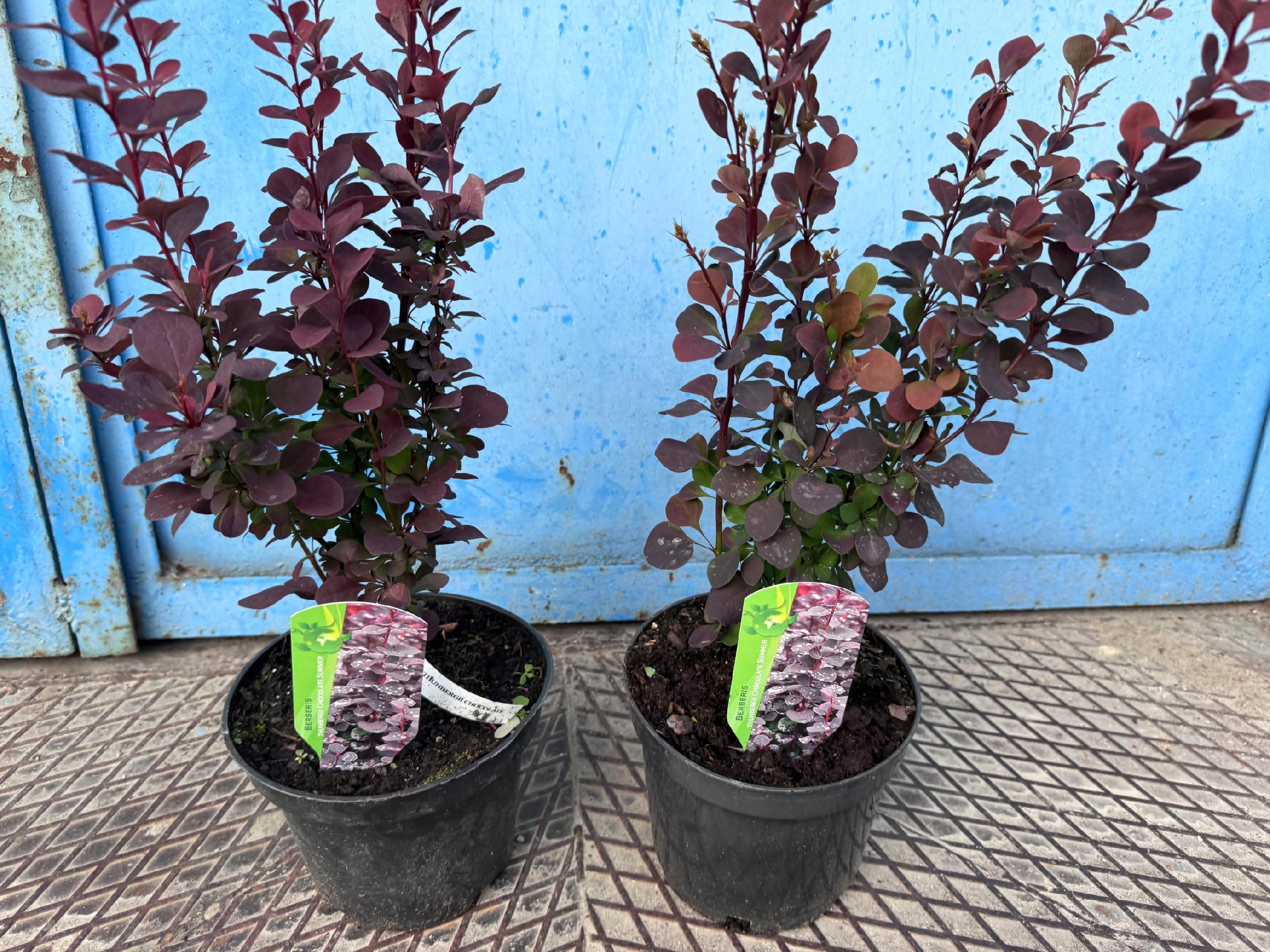 Berberys Thunberga Chocolate Summer na żywopłot MROZOODPORNY Doniczka c 2