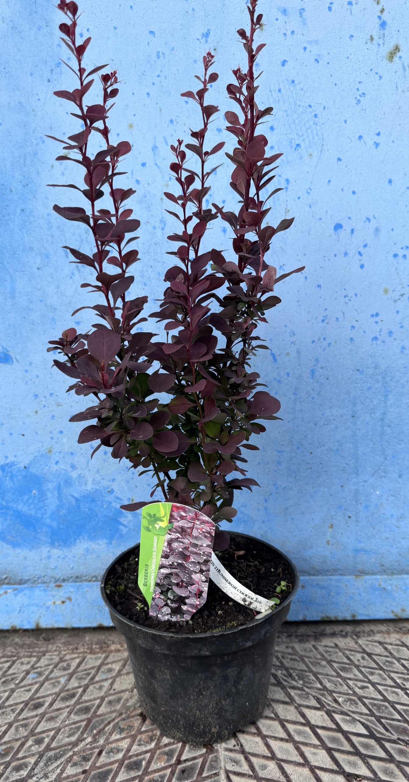 Berberys Thunberga Chocolate Summer na żywopłot MROZOODPORNY Doniczka c 2