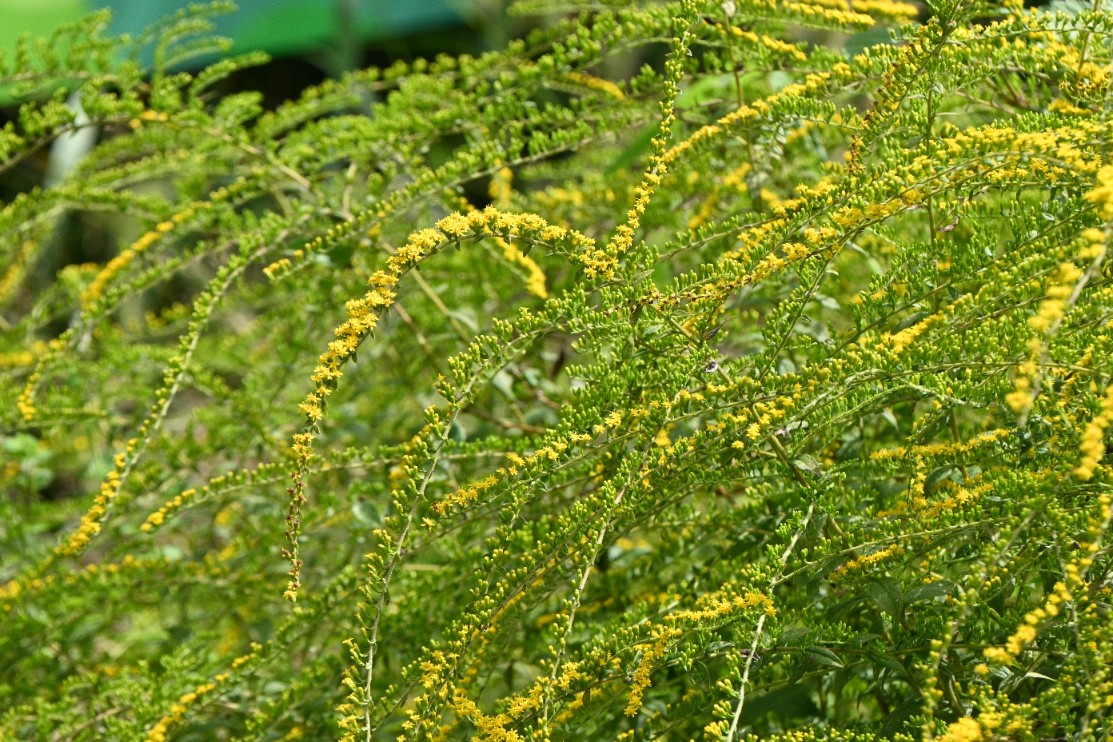 Nawłoć pomarszczona 'Fireworks' (Solidago rugosa) Doniczka 2.0L