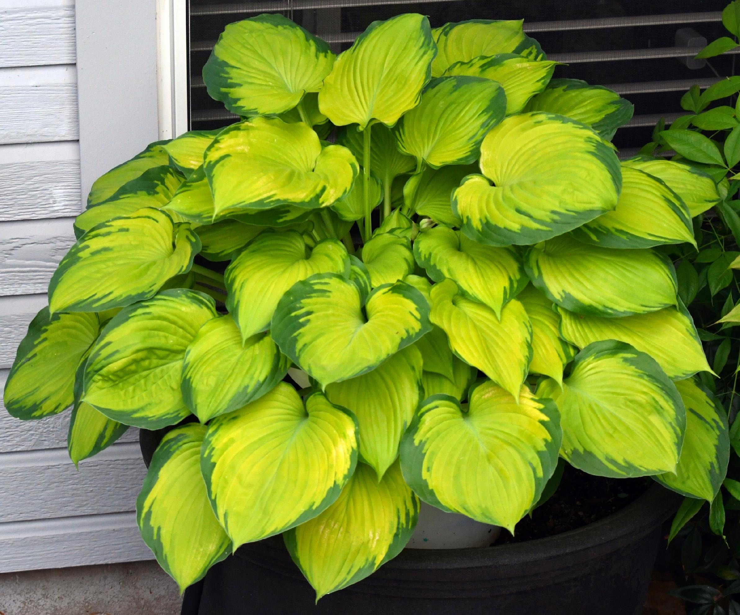 Funkia 'Stained Glass' (Hosta) Jasne liście Doniczka 2.5L
