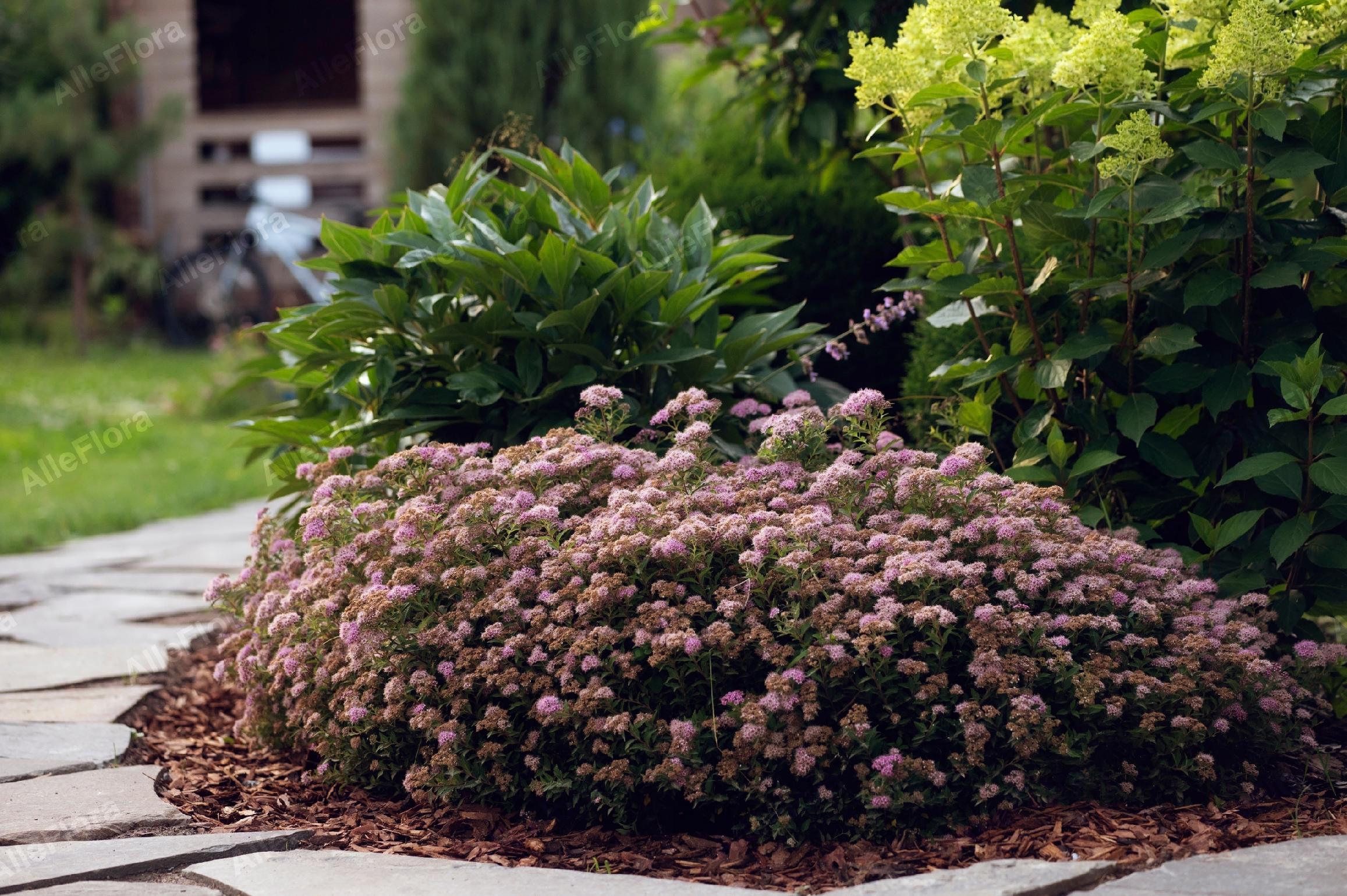 Tawuła japońska 'Japanese Dwarf' Miniaturka (Spiraea japonica) Poj. 1.0L