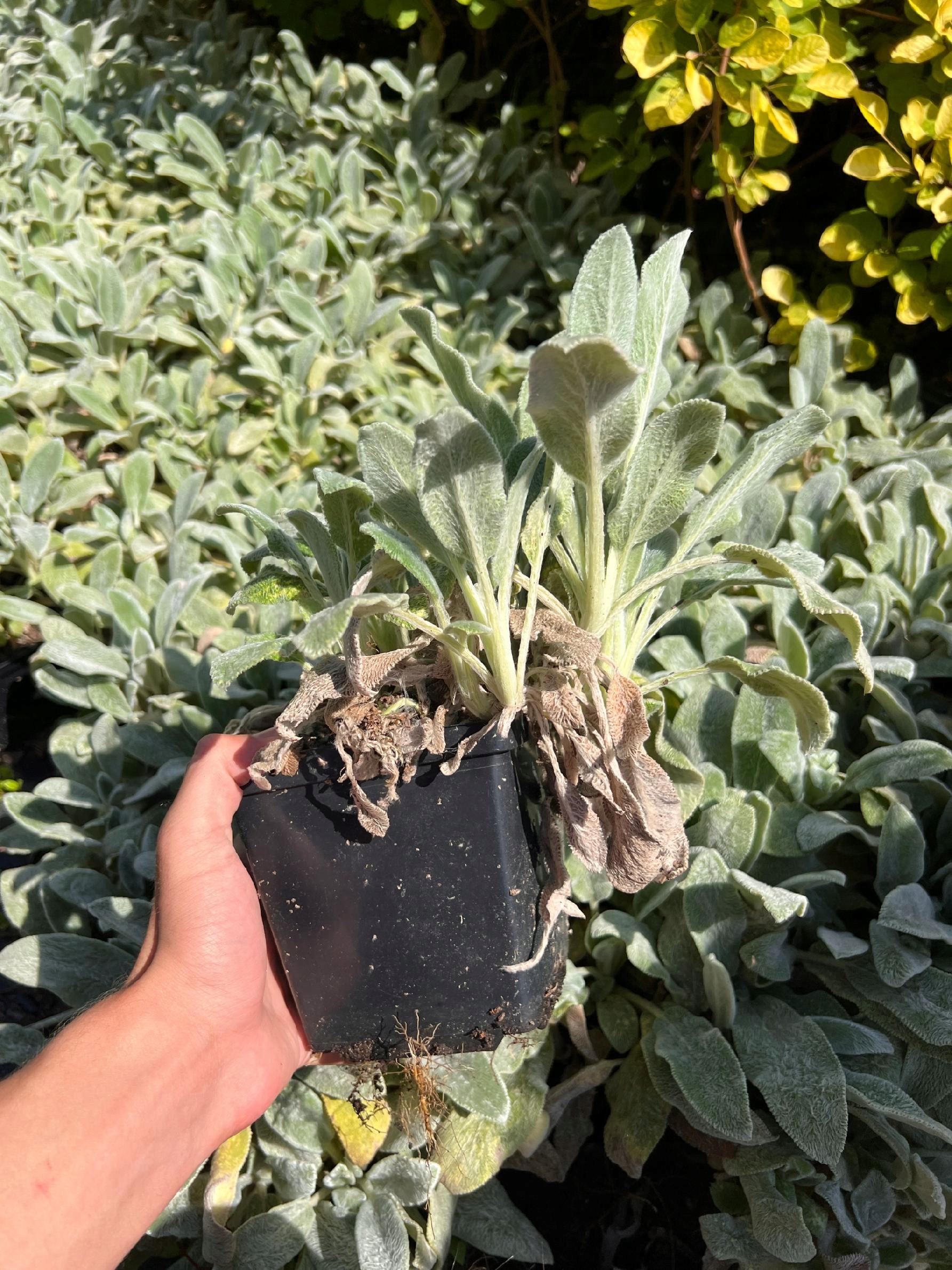 Czyściec wełnisty (Stachys byzantina) P13