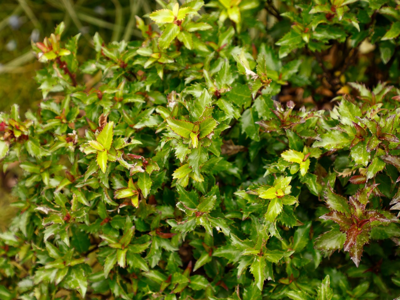 Ostrokrzew Meservy 'Little Rascal' Miniaturowy Karłowy (Ilex ×meserveae)
