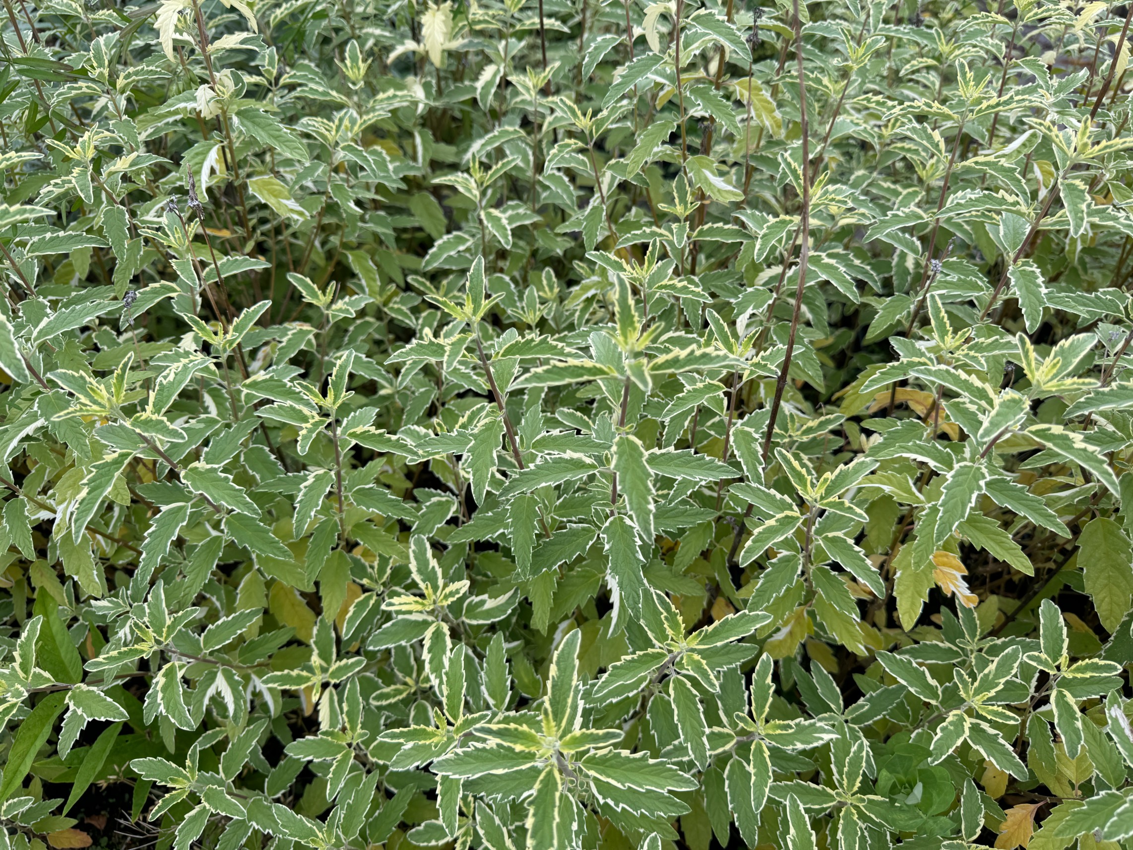 Barbula klandońska 'White Surprise' Białe Liście (Caryopteris clandonensis)
