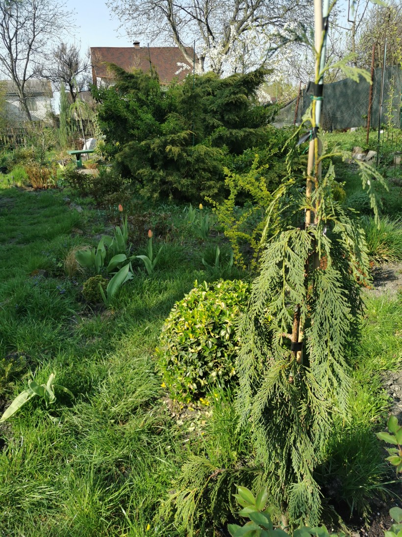 Cyprysik nutkajski 'Jubilee' (Chamaecyparis nootkatensis) Doniczka 3.0L