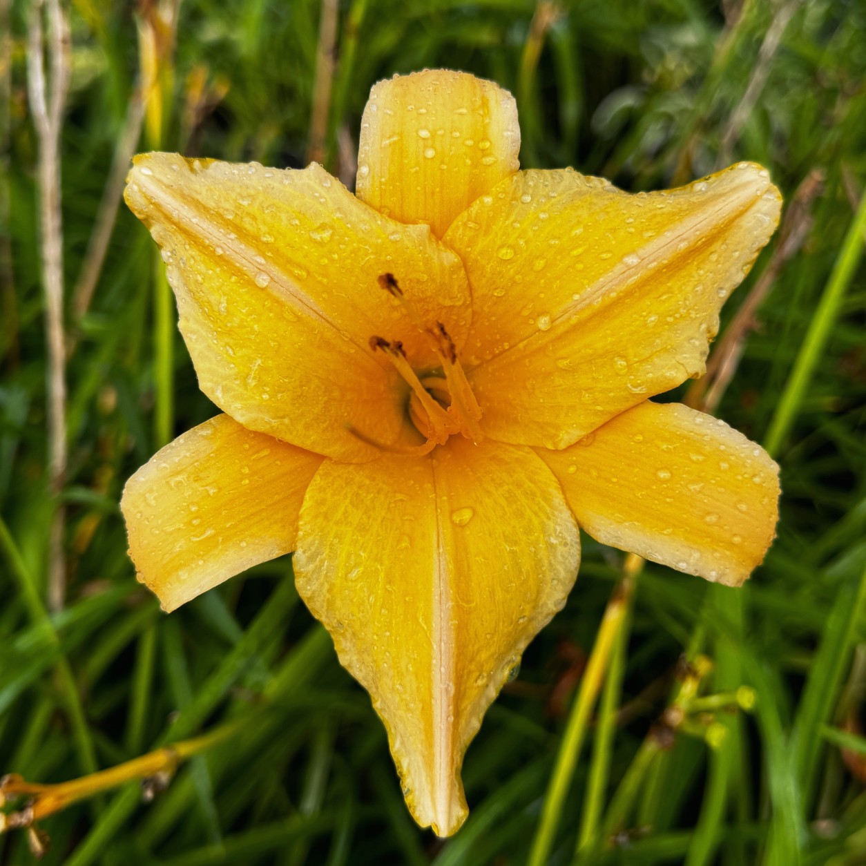 Liliowiec 'Summer Splendor' Intensywnie Żółty (Hemerocallis) Doniczkac 2.0L