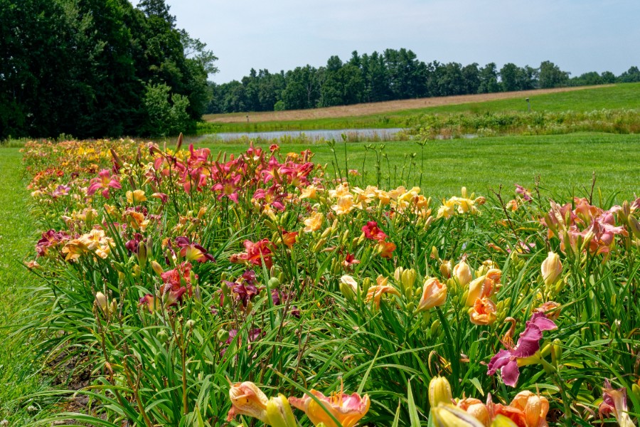 Liliowiec 'Cherry Cheeks' Różowy (Hemerocallis) Doniczka 2.0L