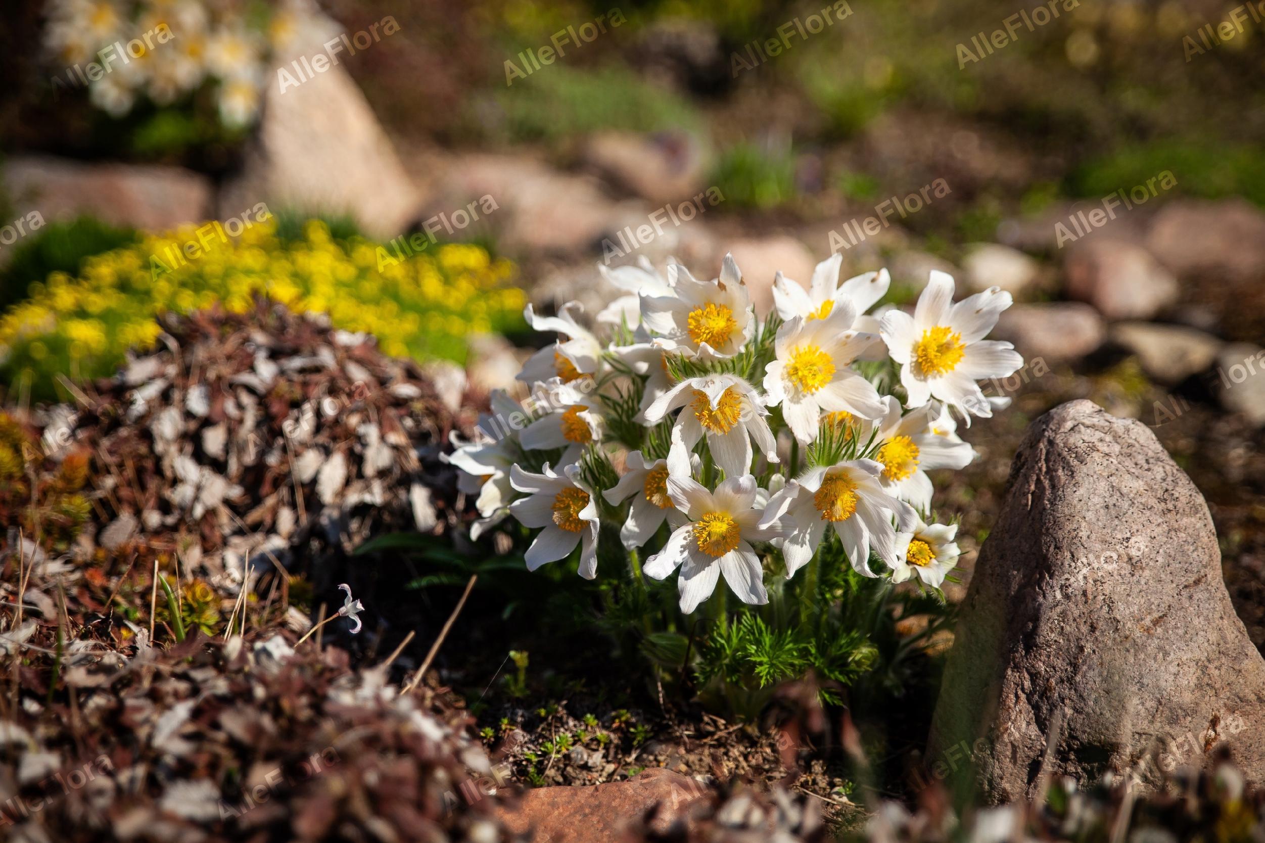Sasanka zwyczajna 'Pinwheel White' (Pulsatilla vulgaris) Poj. P9