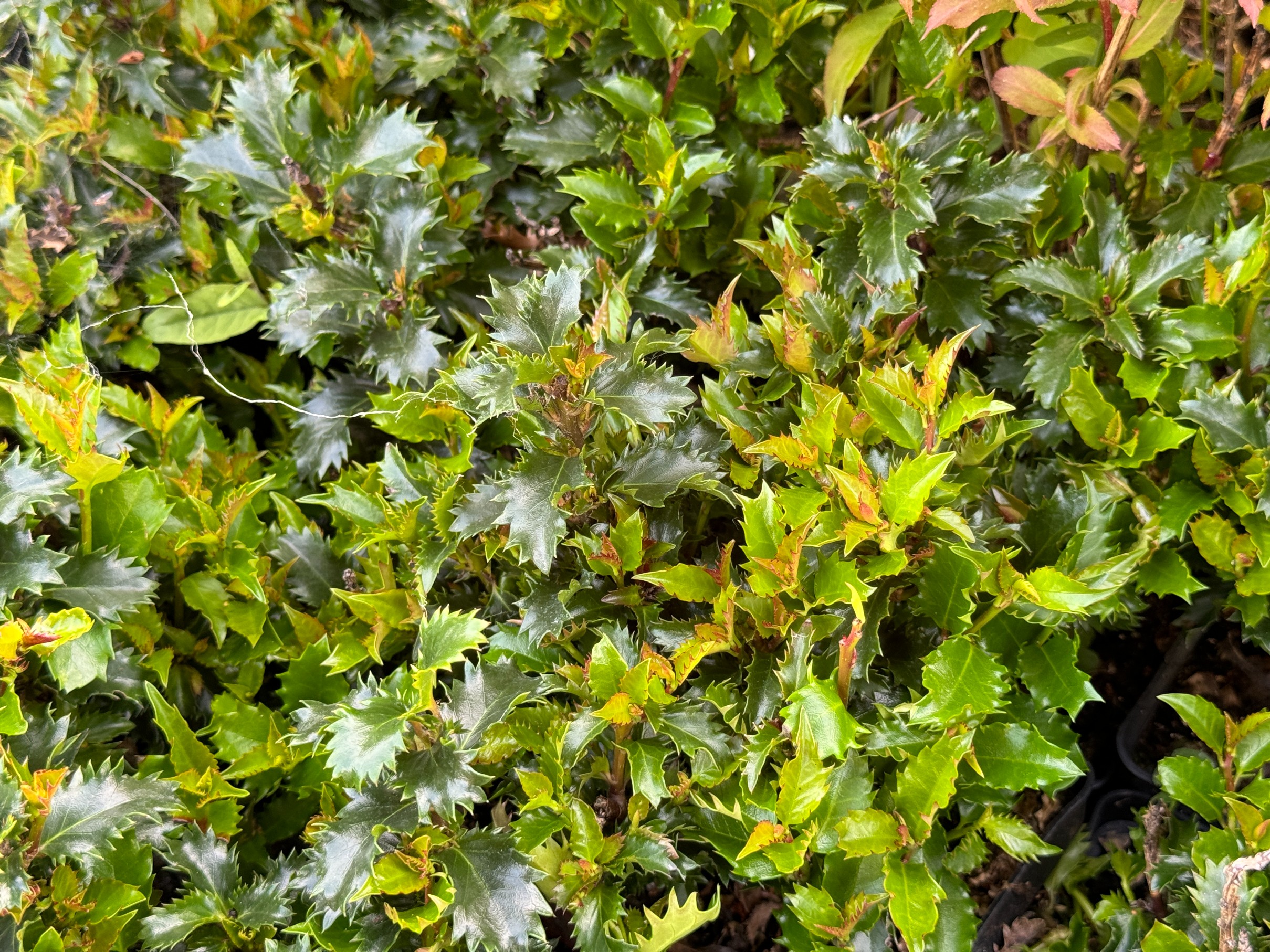 Ostrokrzew Meservy 'Little Rascal' Miniaturowy Karłowy (Ilex ×meserveae)