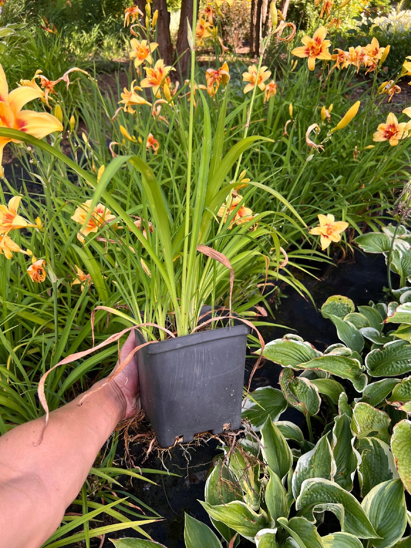 Liliowiec 'Double Happiness' (Hemerocallis) P13