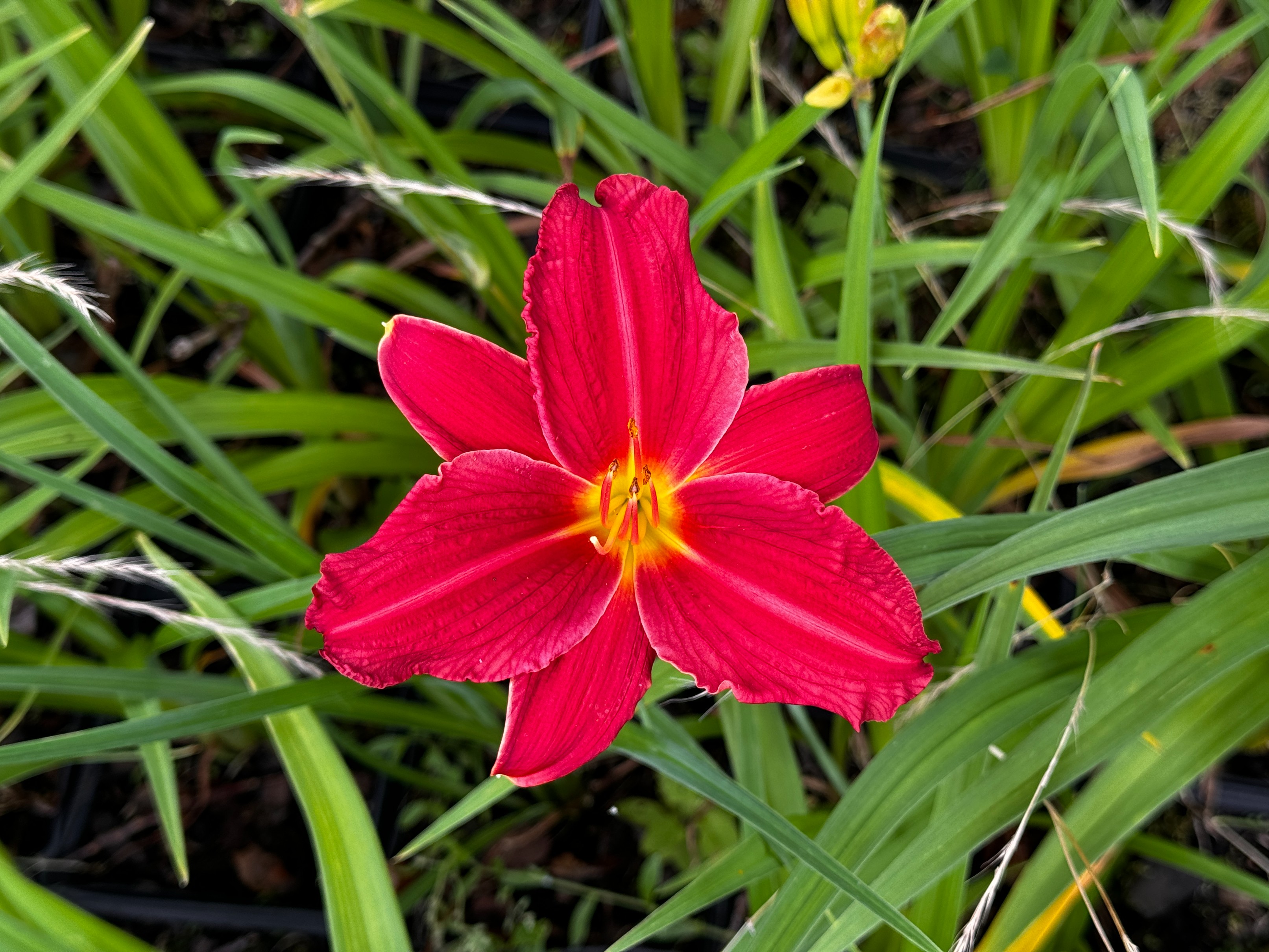 Liliowiec 'Raspberry Wine' Czerwony Malinowy (Hemerocallis) Doniczka 2.0L