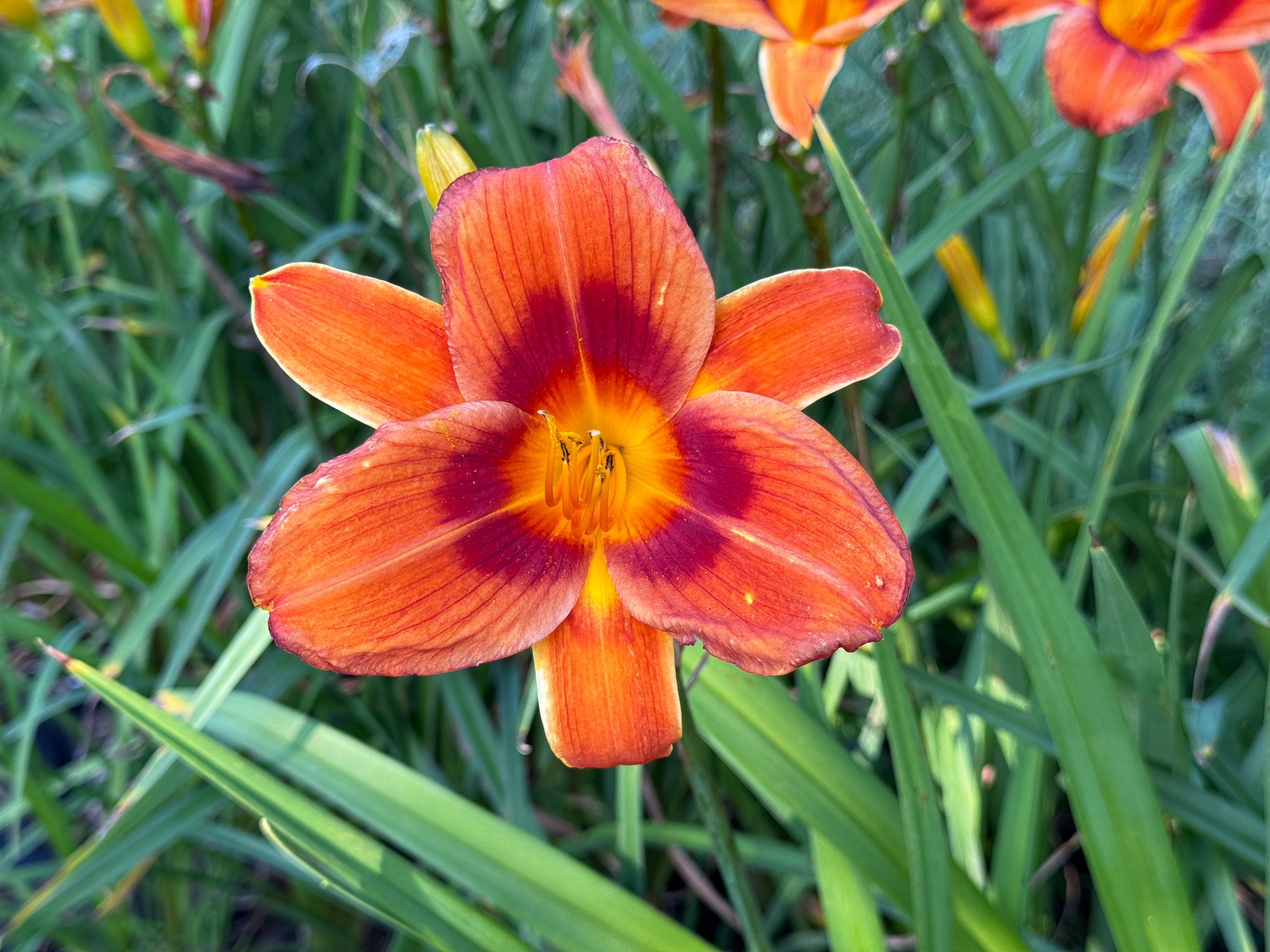 Liliowiec 'Rocket City' Pomarańczowy Czerwony (Hemerocallis) Doniczka 2.0L