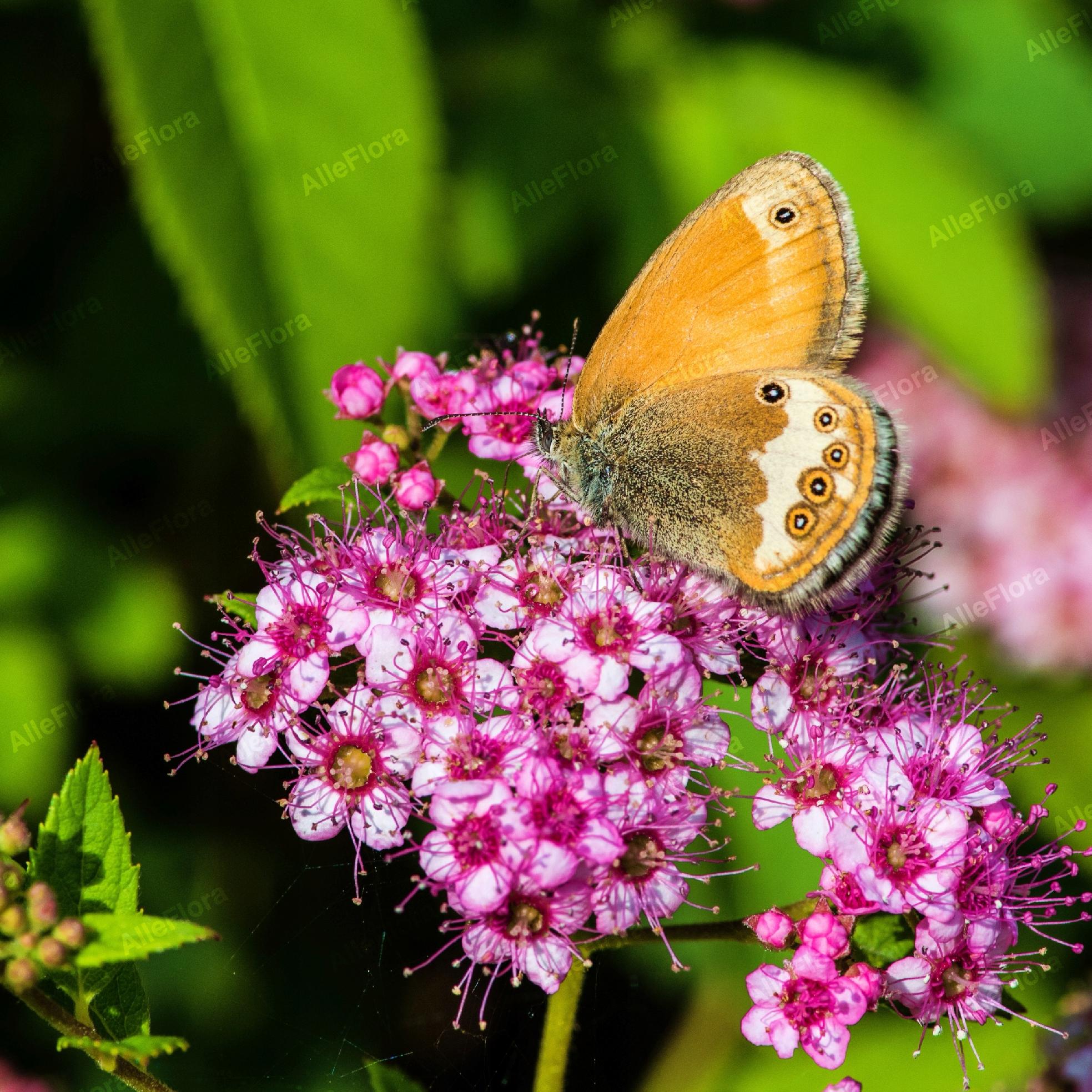 Tawuła japońska 'Japanese Dwarf' Miniaturka (Spiraea japonica) Poj. 1.0L