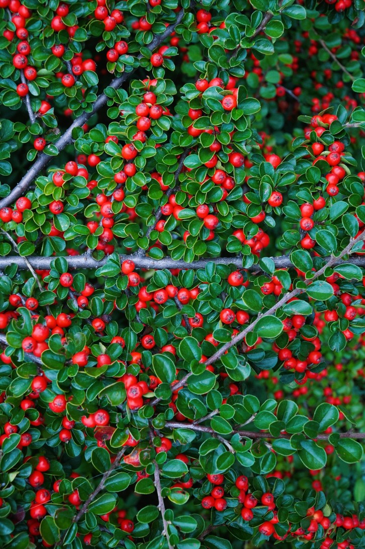 Irga szwedzka 'Skogholm' Zadarniająca (Cotoneaster suecicus) Doniczka 1.0L