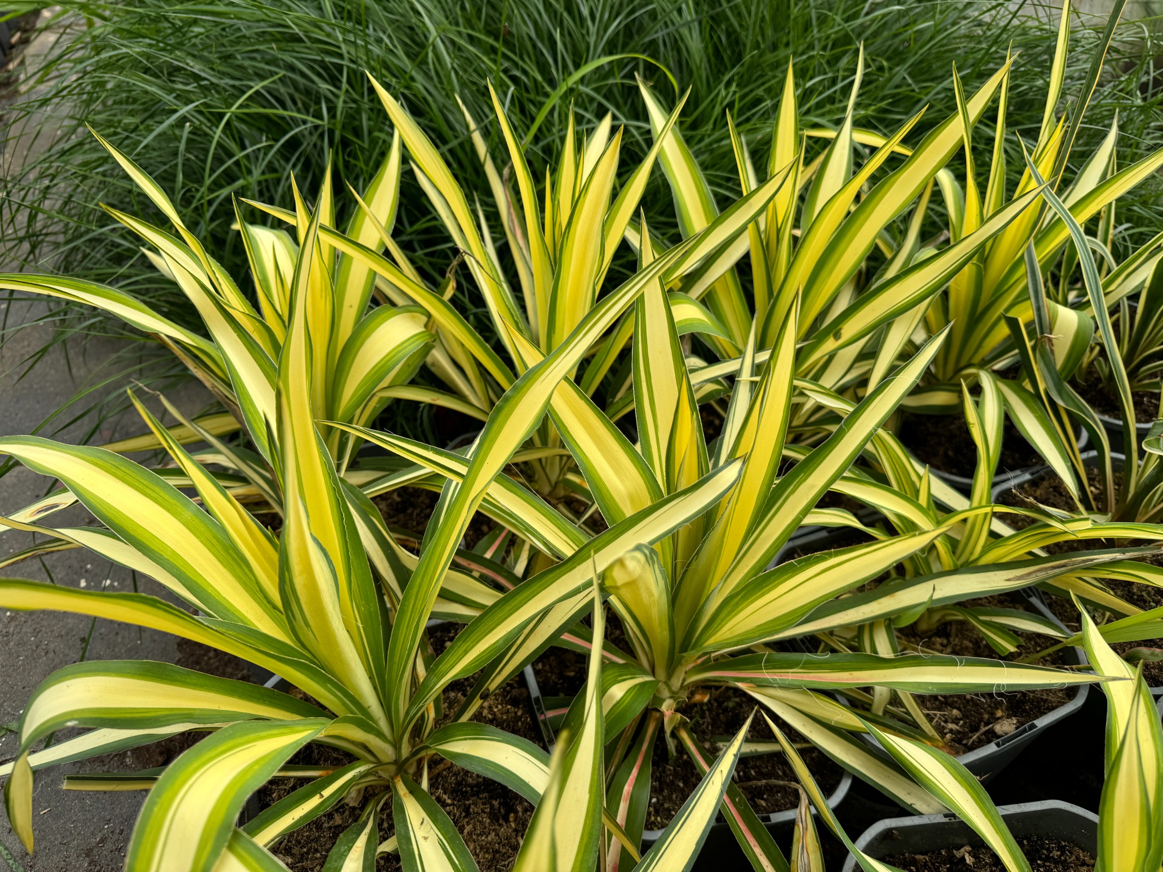 Juka karolińska 'Color Guard' Żółte Liście Na Skalniak (Yucca filamentosa)