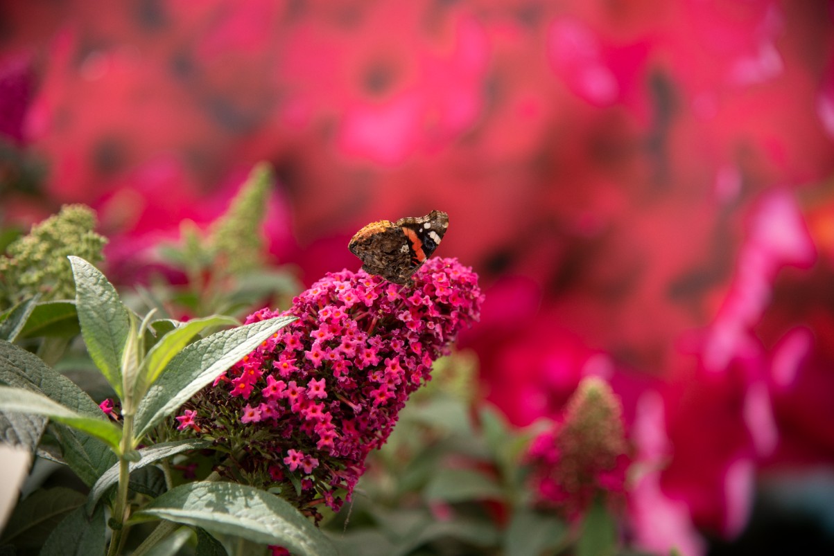 Budleja Dawida 'Butterfly Candy Little Ruby' Karłowata Mała (Buddleja)