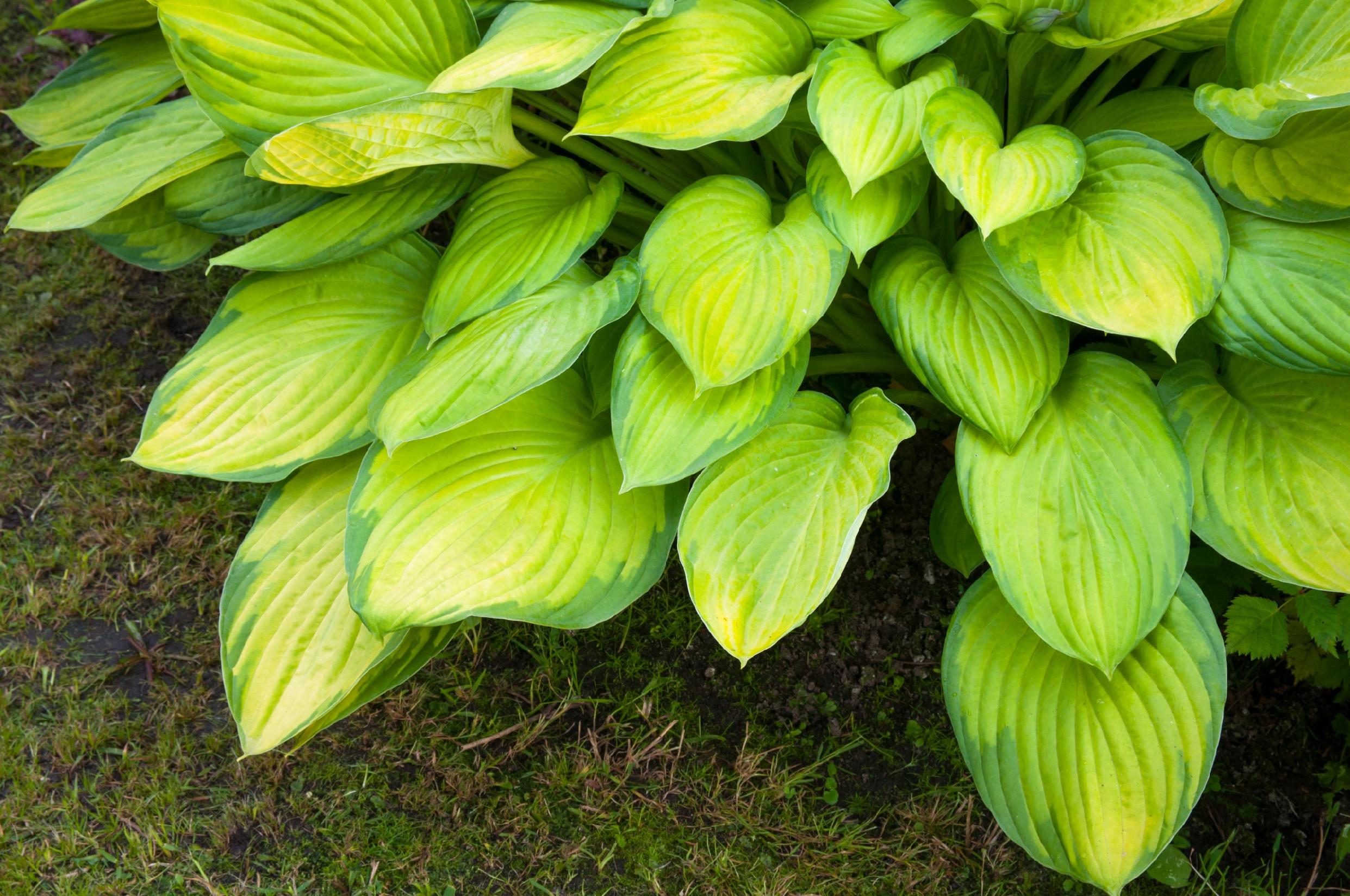 Funkia Hosta 'Sheila West' Doniczka 2.0L Duże Złote liście