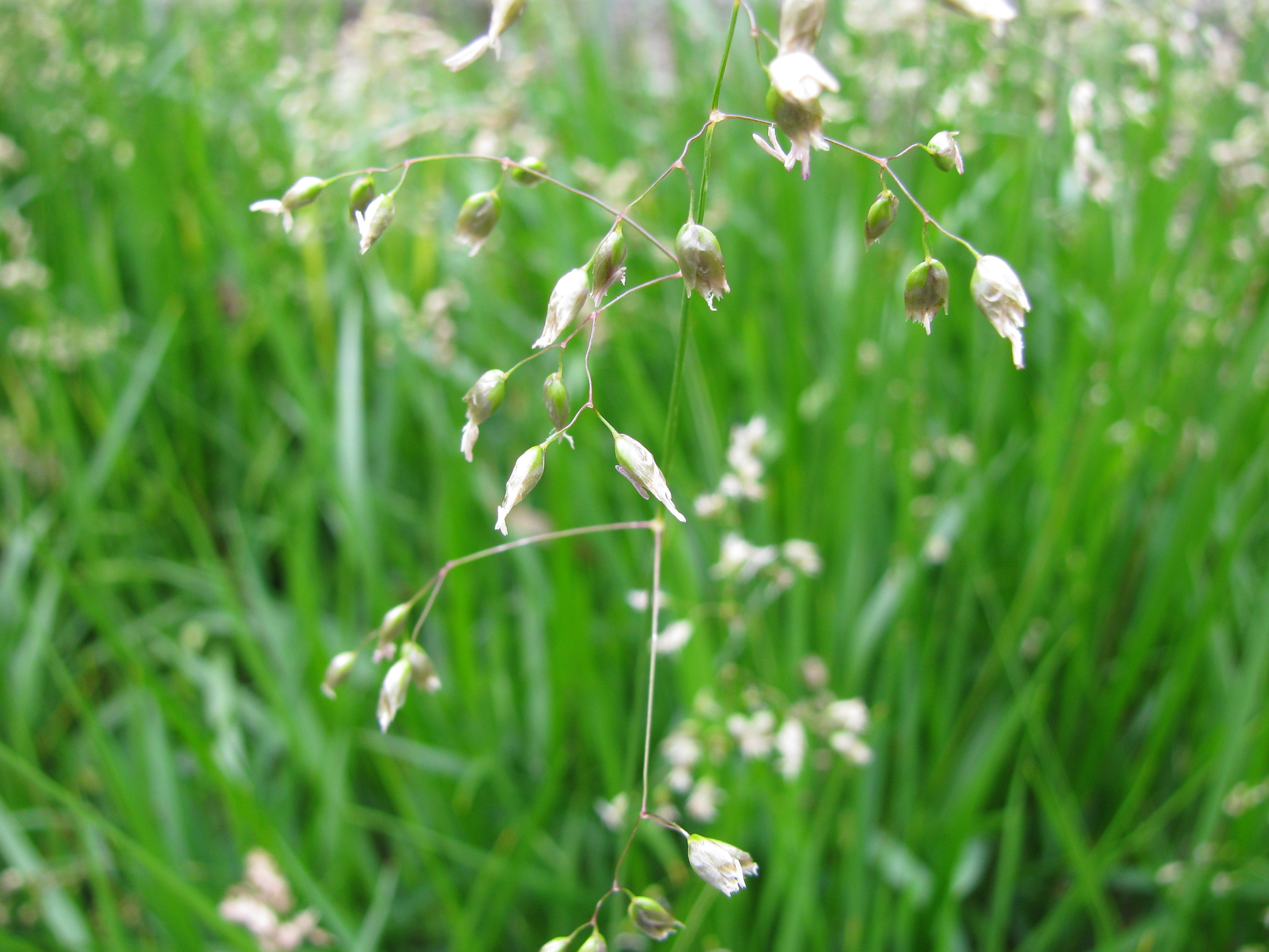 Trawa żubrówka (Hierochloe odorata) Turówka Wonna Sadzonka Doniczka 2.0L