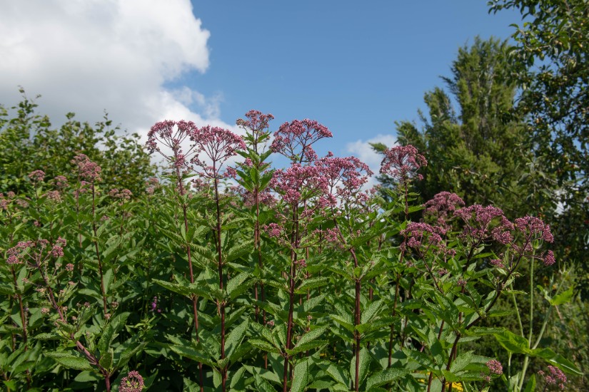 Sadziec plamisty 'Red Dwarf' Różowy, doniczka 2L (Eupatorium maculatum)