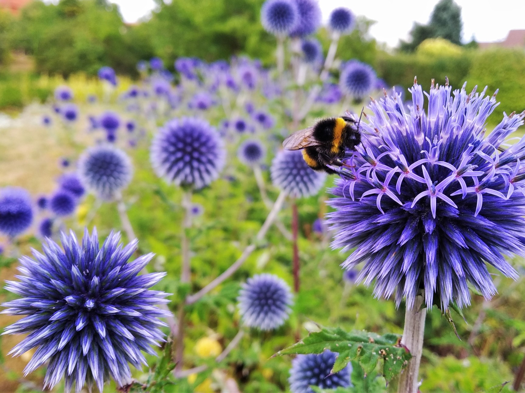 Przegorzan Banacki Banatyński 'Blue Globe' Niebieski (Echinops bannaticus)