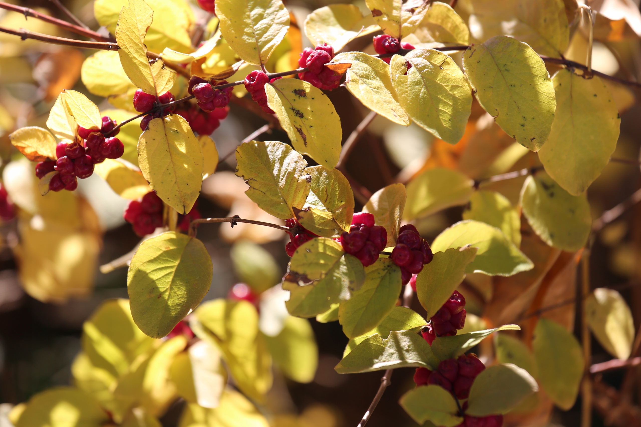 Śnieguliczka Chenaulta Żółta złota (Symphoricarpos ×chenaultii) Poj. 2.0L