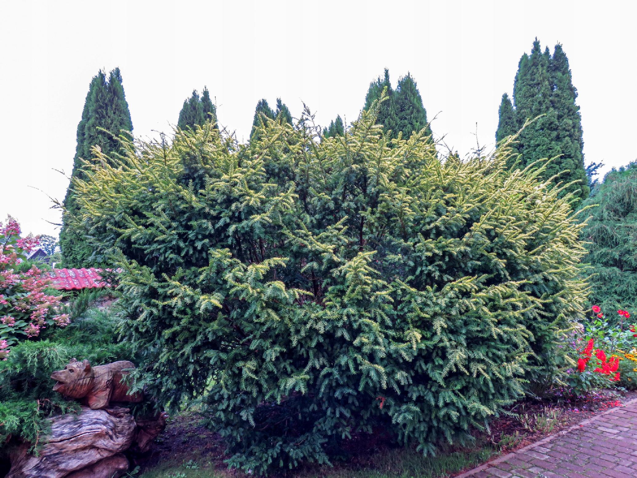 Cis pospolity 'Elegantissima' (Taxus baccata) Doniczka 2.5L