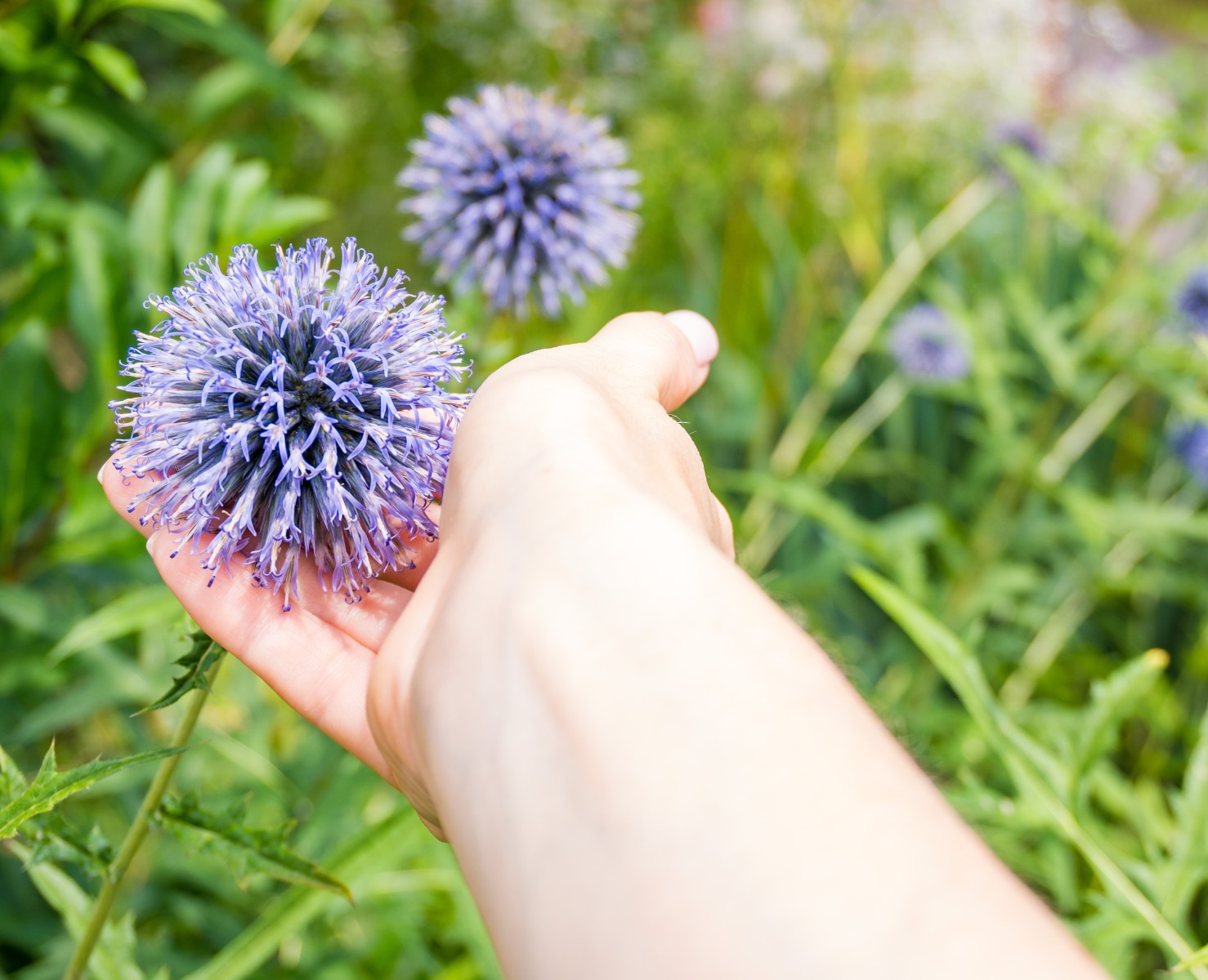 Przegorzan Banacki Banatyński 'Blue Globe' Niebieski (Echinops bannaticus)