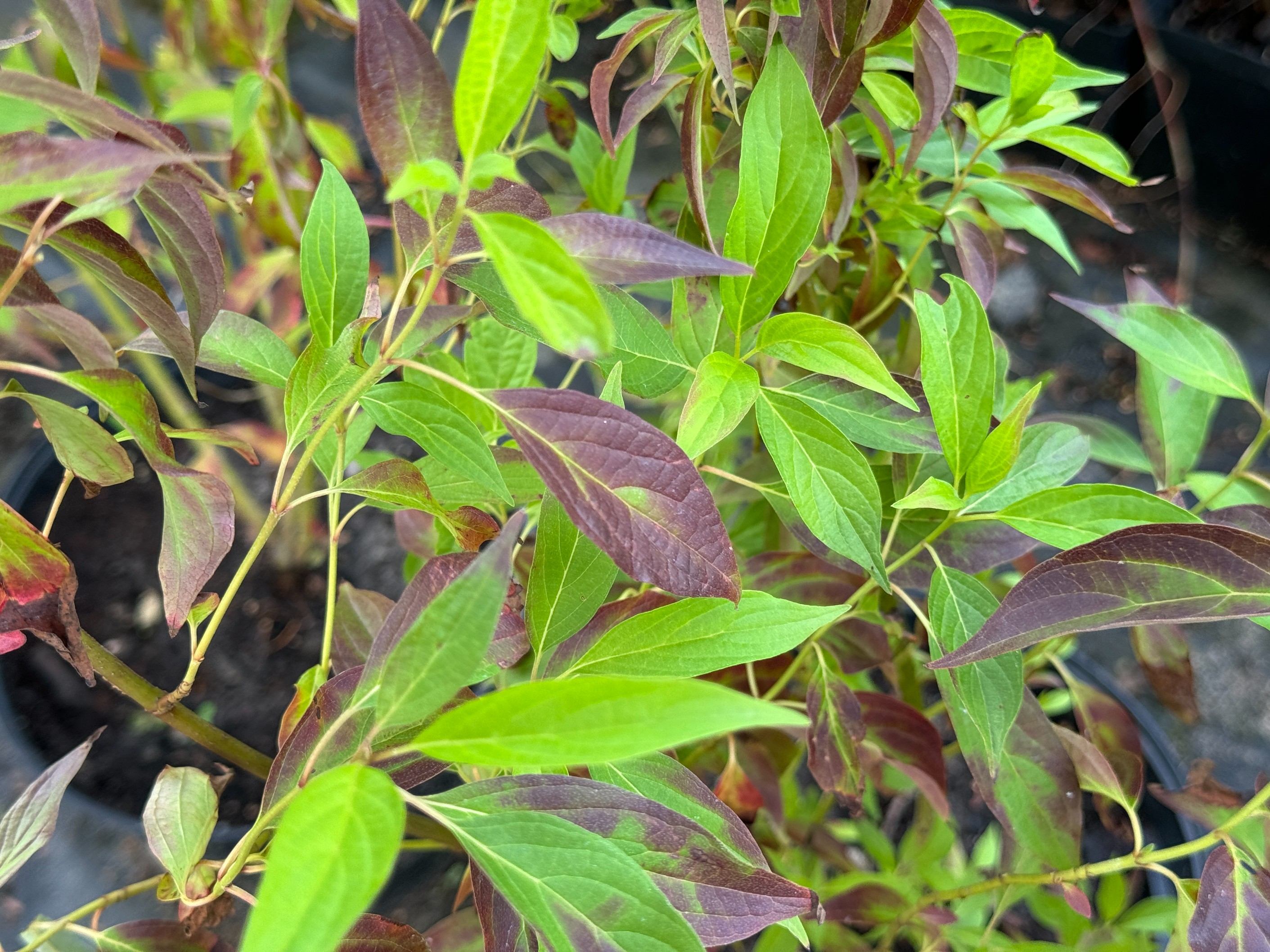 Dereń biały 'Red Gnome' Czerwony Krzew (Cornus alba 'Regnzam') 2.0L