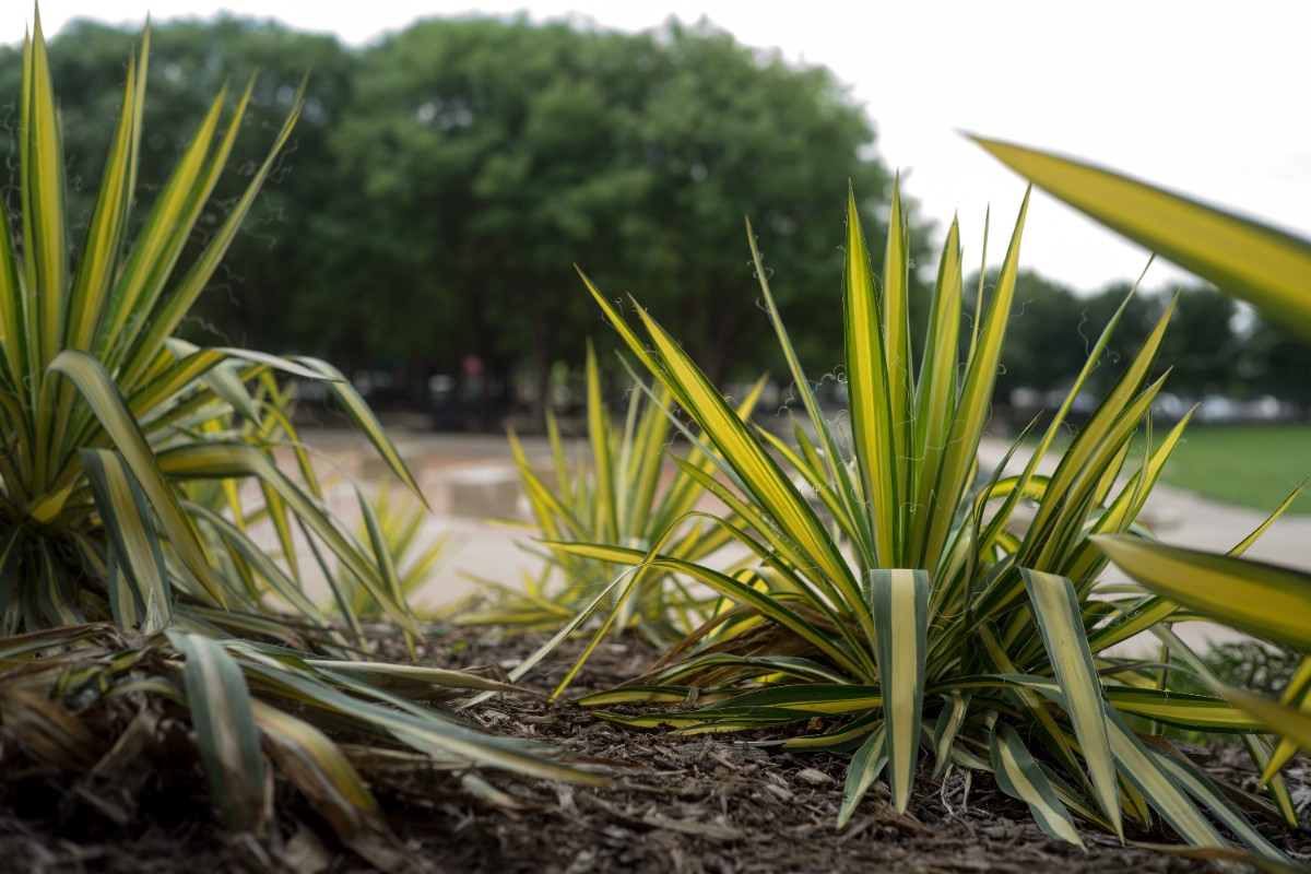 Juka karolińska 'Color Guard' Żółte Liście Na Skalniak (Yucca filamentosa)