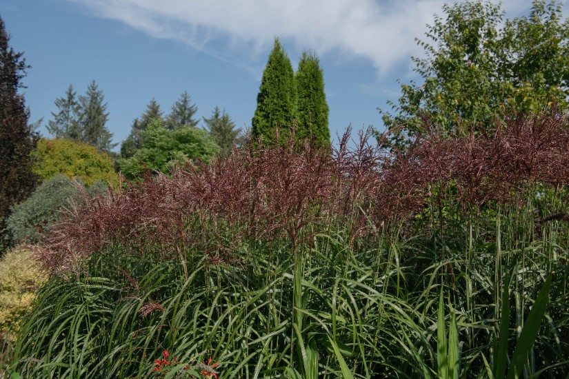 Miskant chiński 'Roter Pfeil' Ciemnoczerwony (Miscanthus sinnesis) 2.0L