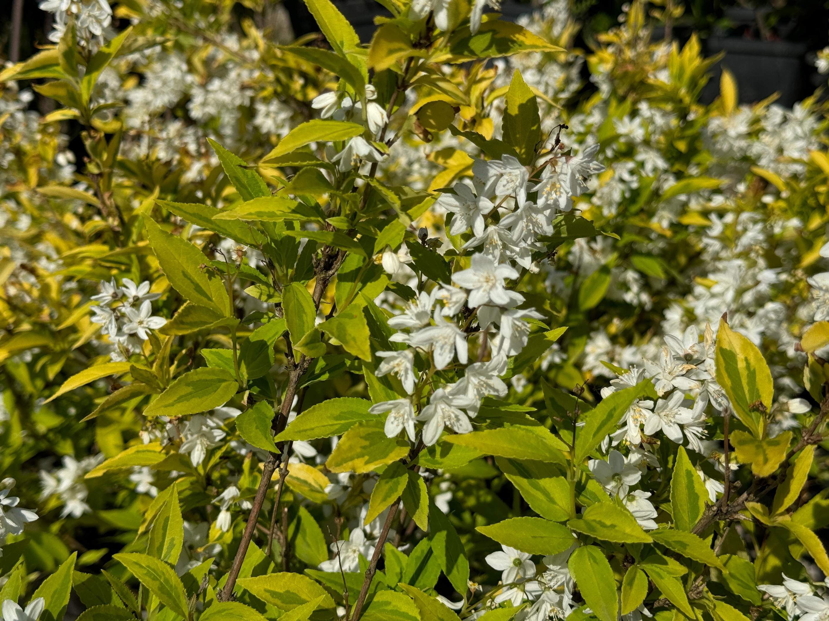 Żylistek wysmukły 'Aurea' Żółte liście (Deutzia gracilis 'Aurea') 2.0L