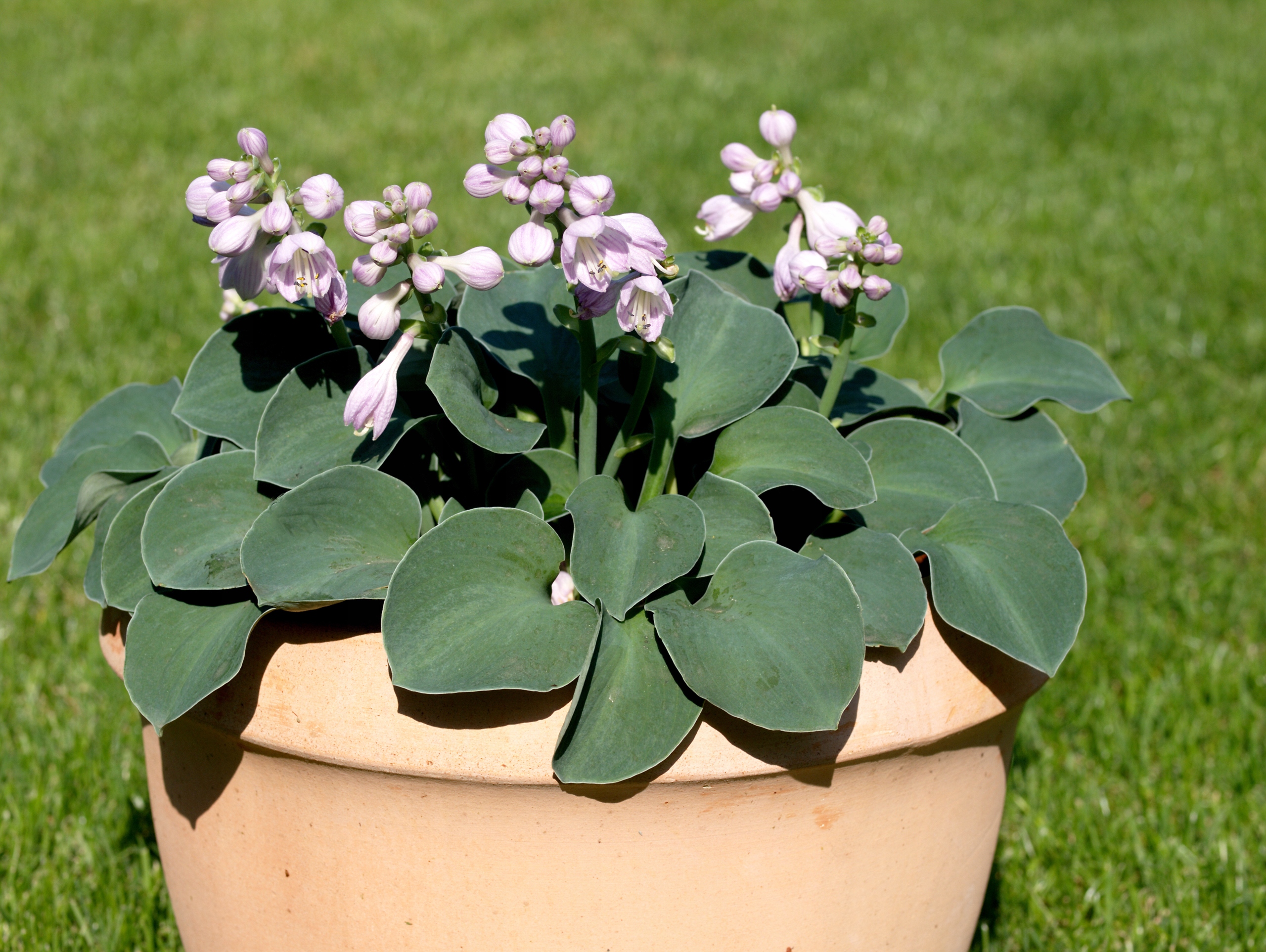 Funkia Hosta 'Blue Mouse Ears' W DONICZCE 2L, NIEBIESKIE LIŚCIE Miniaturka