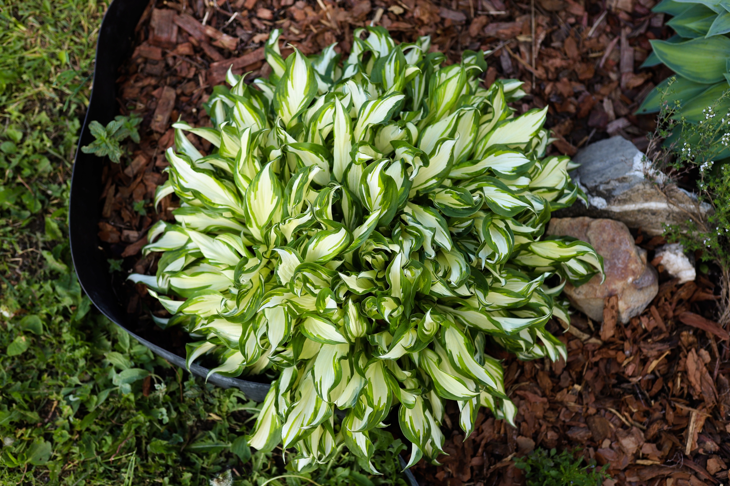 Funkia Hosta 'Teeny Weeny Bikini' Miniaturka W DONICZCE 2.0L