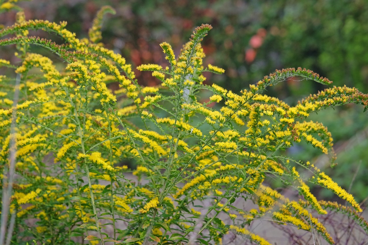 Nawłoć pomarszczona 'Fireworks' (Solidago rugosa) Doniczka 2.0L