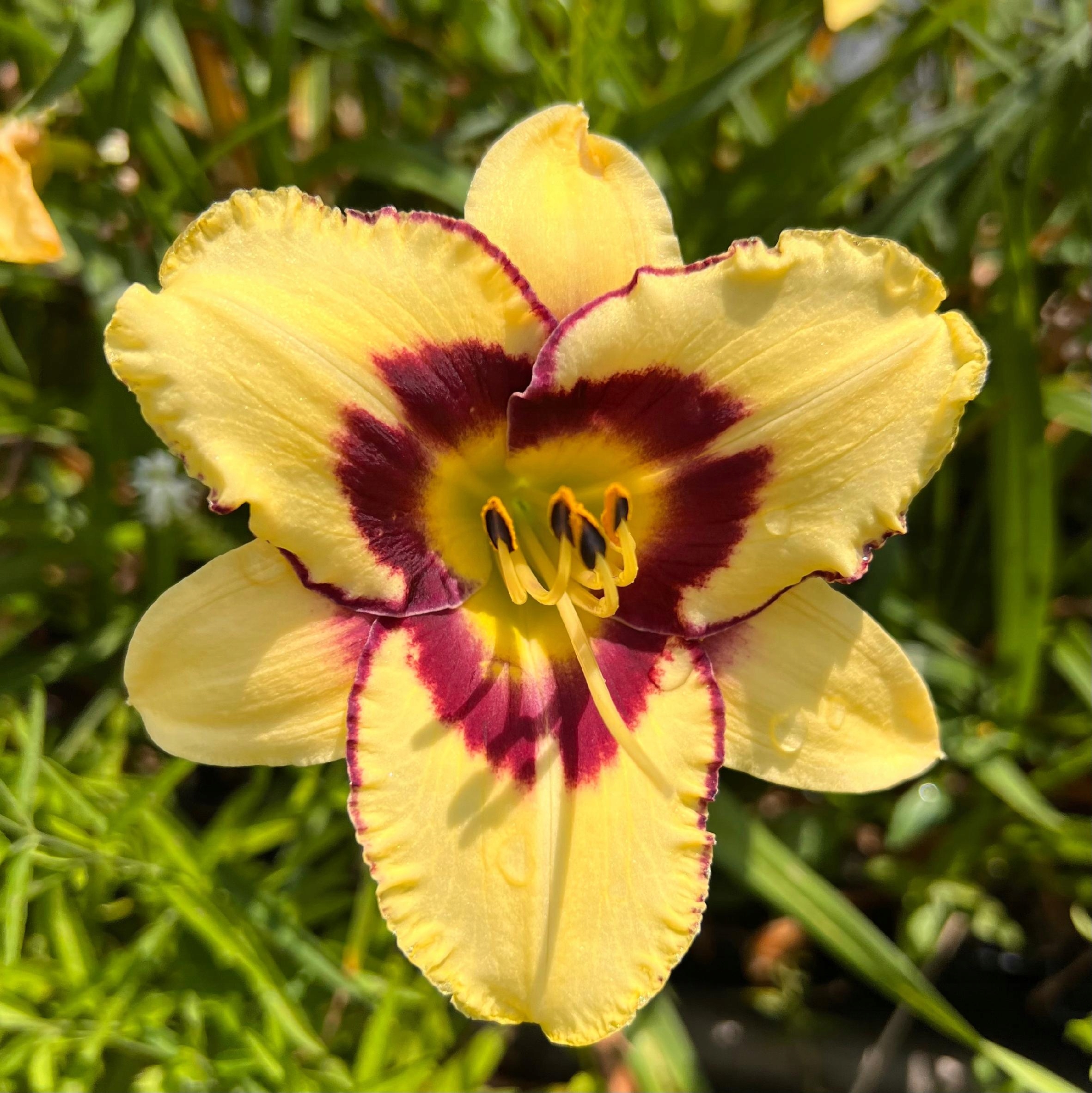 Liliowiec 'El Desperado' (Hemerocallis) P13