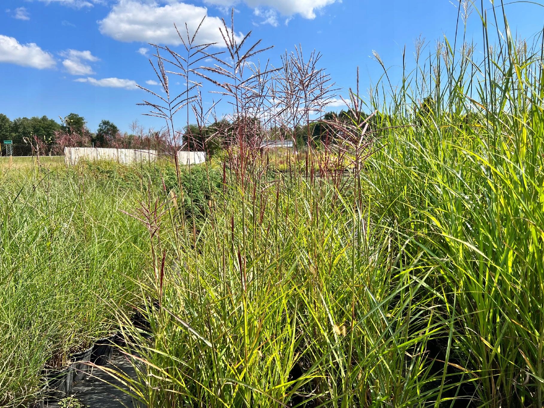 Miskant chiński 'Rotfuchs' (Miscanthus) P13