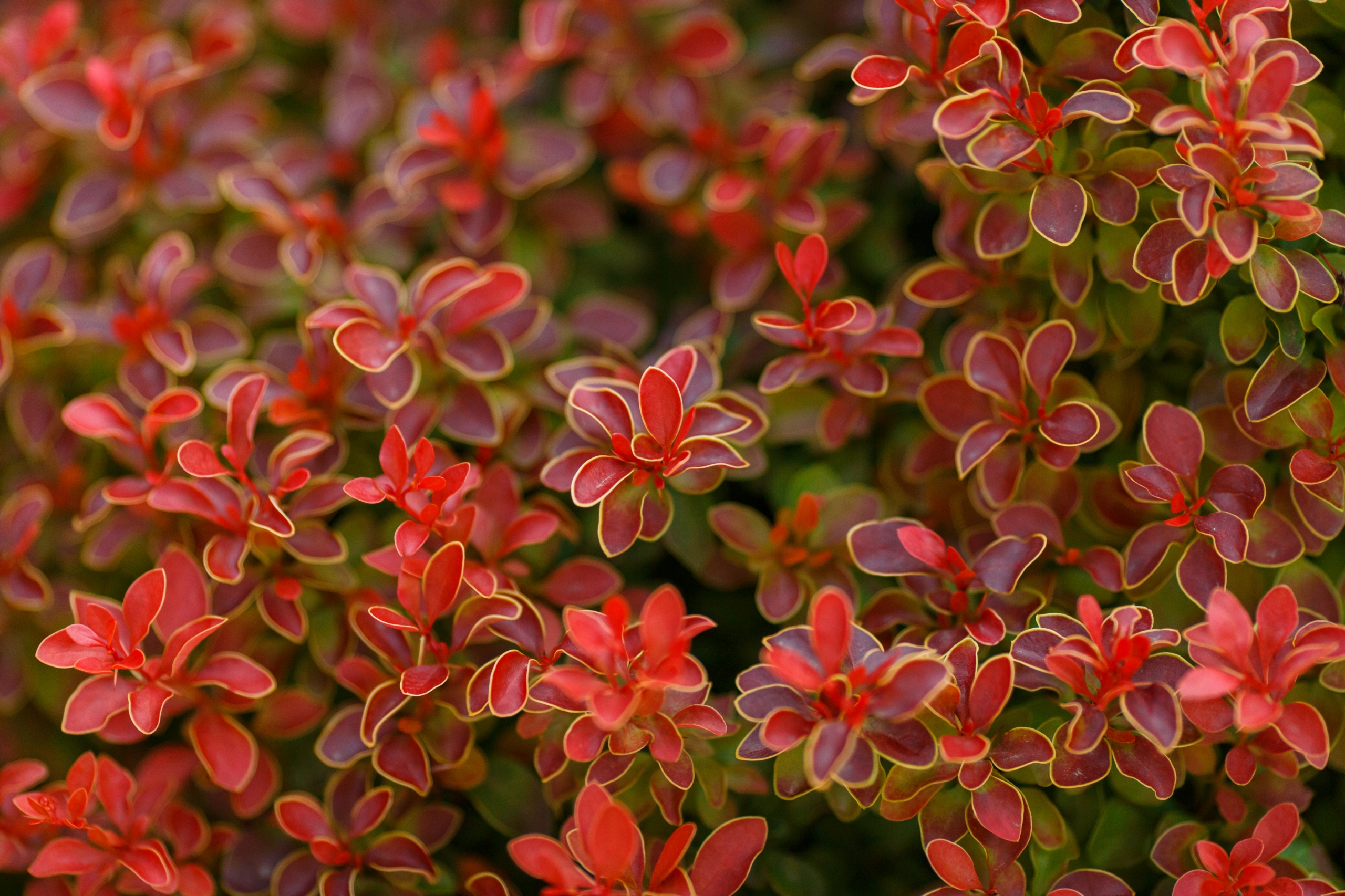 Berberys Thunberga 'Ruby Star' (Berberis thunbergii) Doniczka 2.0L