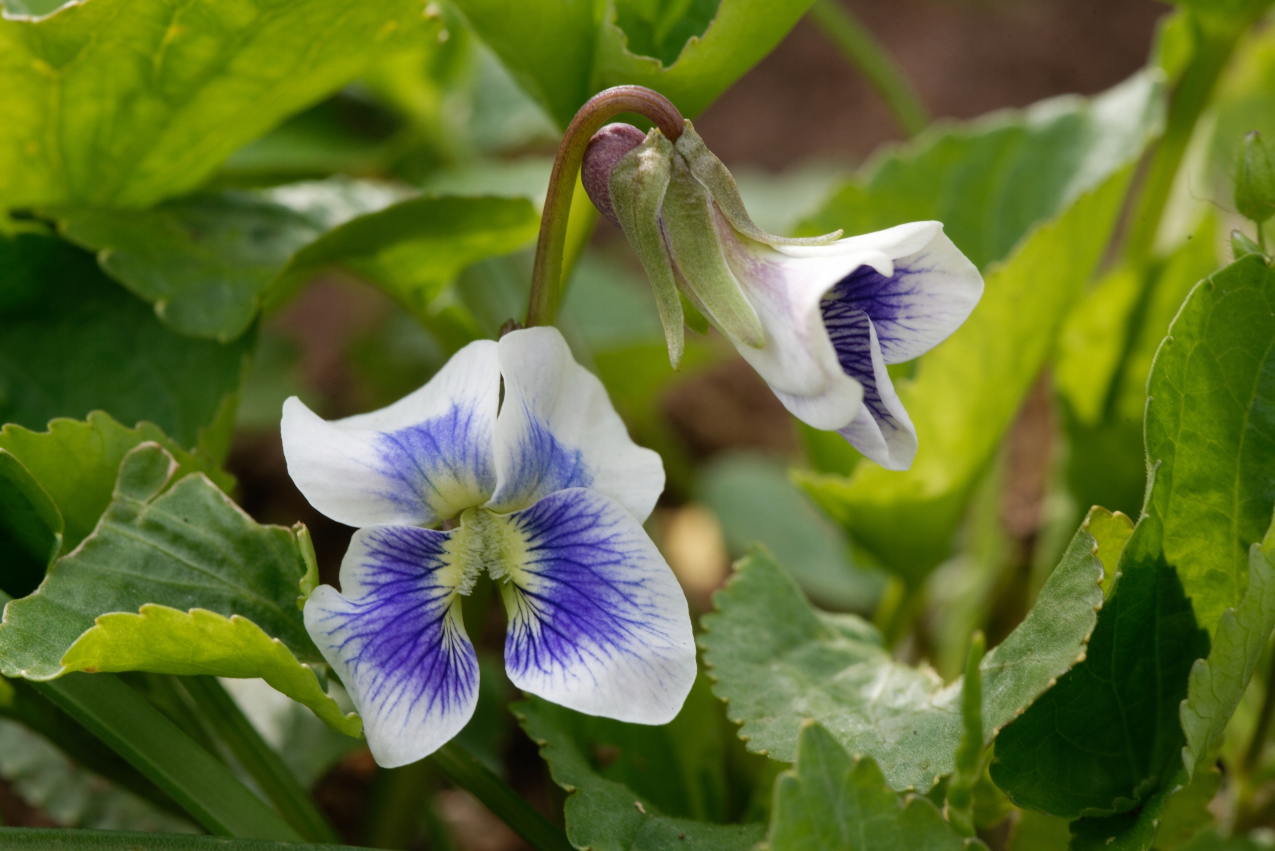 Fiołek Motylkowy 'Priceana' (Viola sororia) Doniczka 1.0L