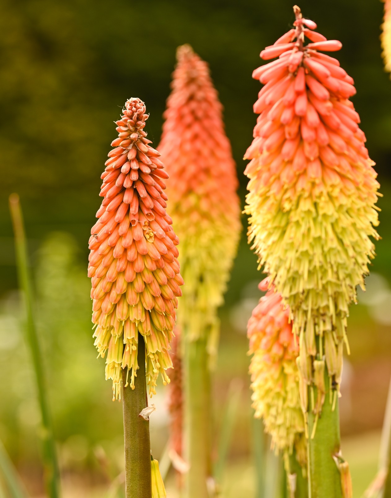 Trytoma groniasta 'Flamenco' Afrykańska Płonąca Pochodnia Kniphofia uvaria