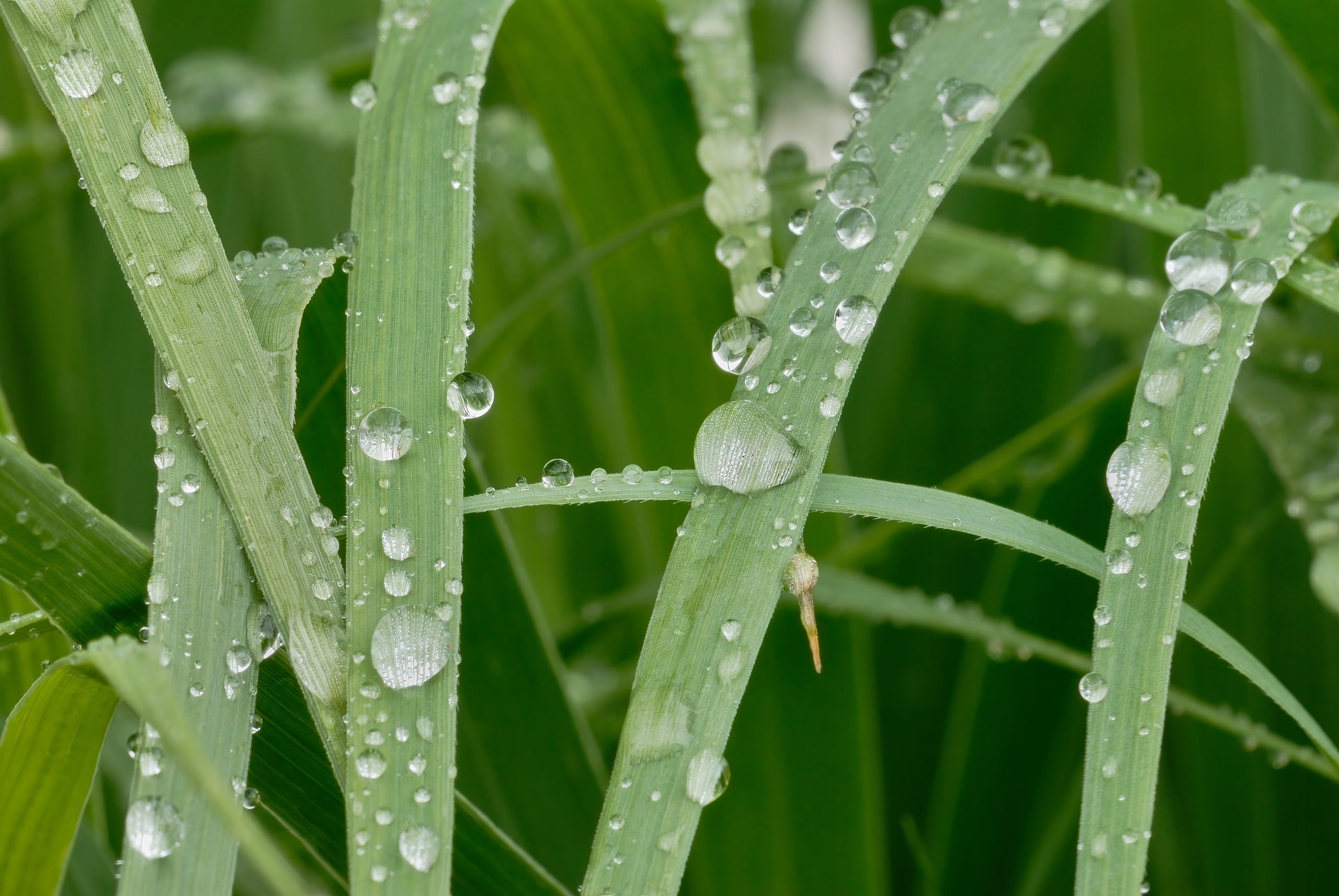 Proso rózgowate 'Buffalo Green' (Panicum virgatum) Doniczka 2.0L