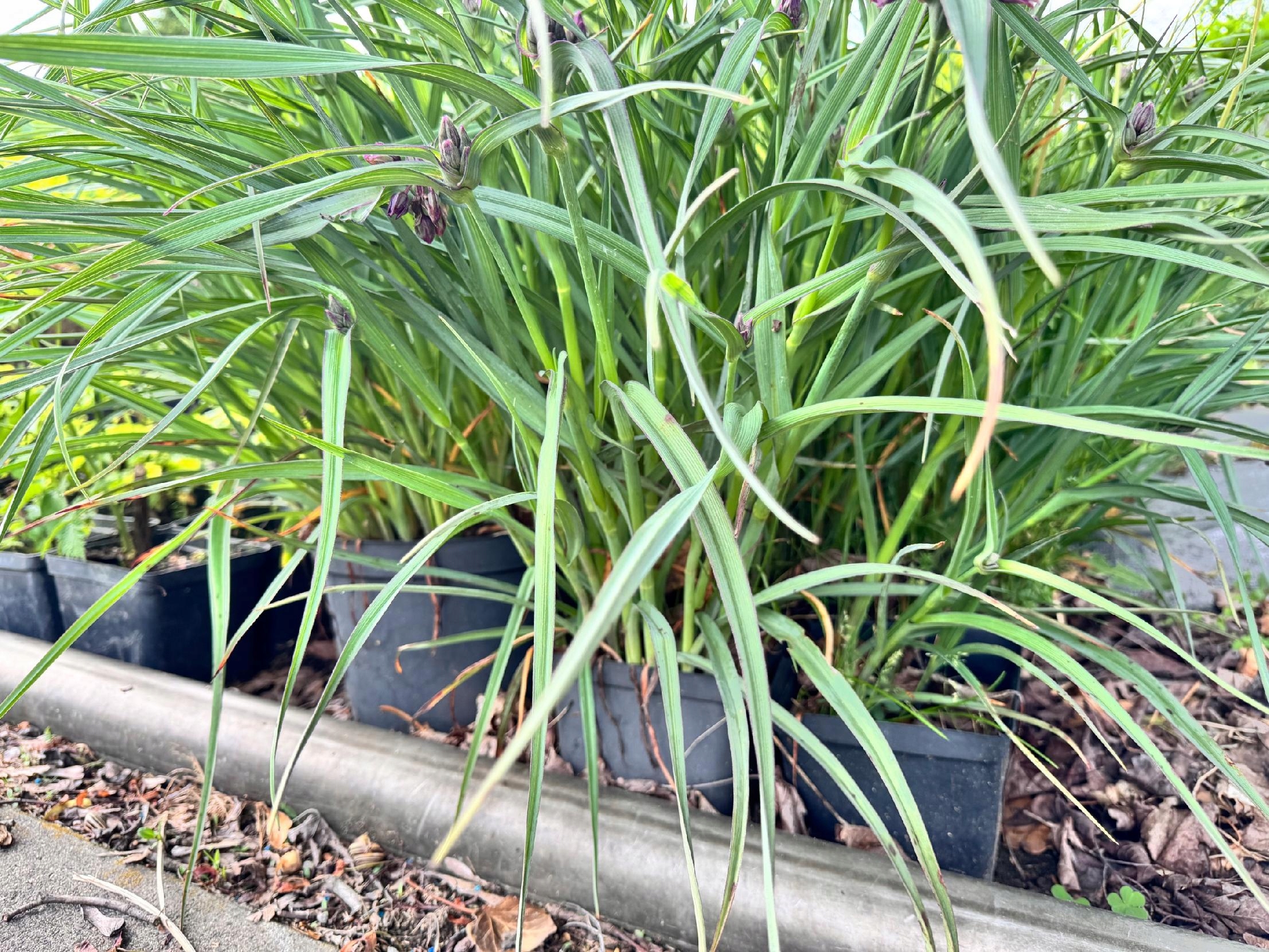 Trzykrotka wirginijska 'Concord Grape' Tradescantia virginiana Doniczka 2L